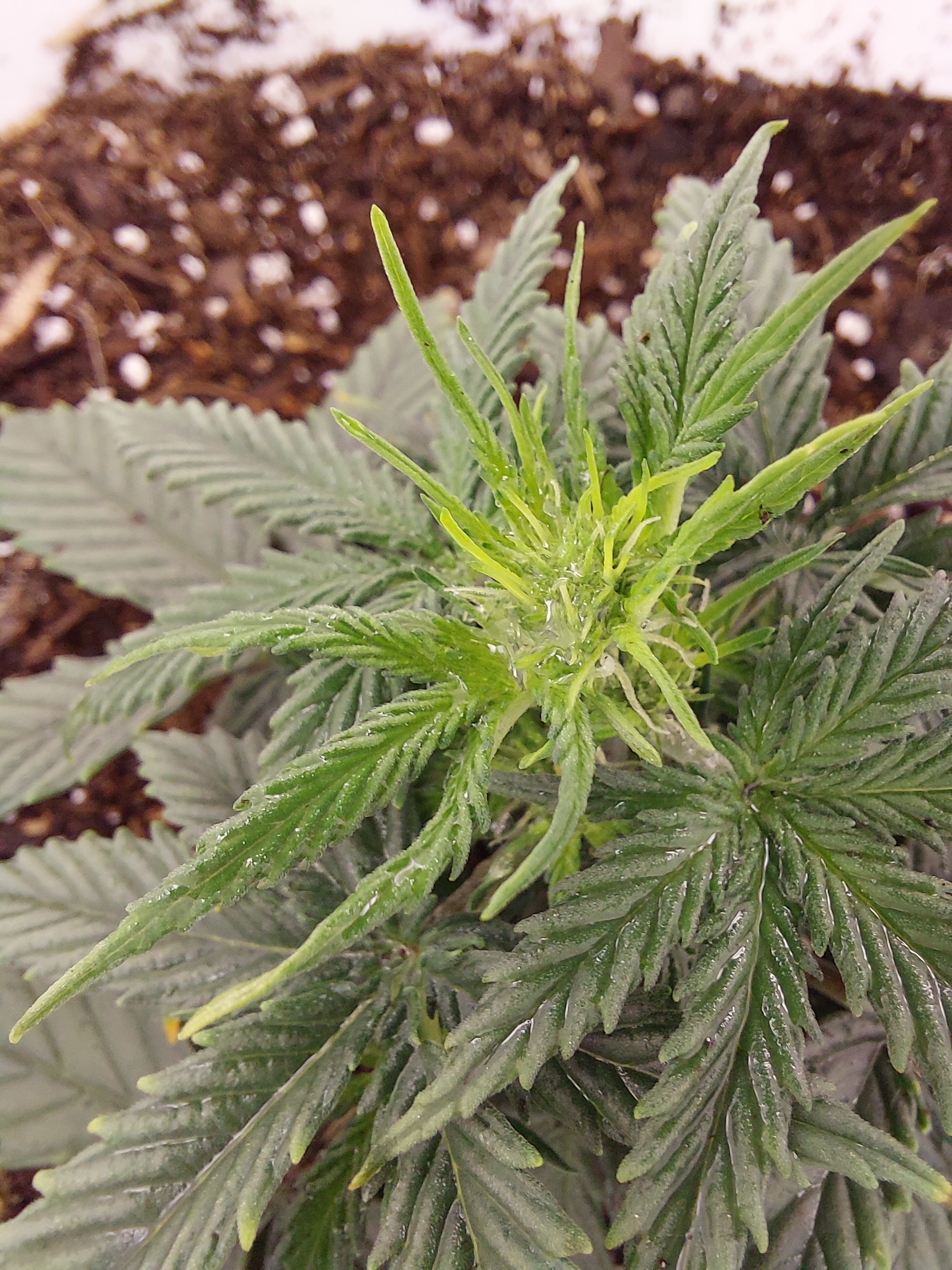 Doobie Do Me 💨 OnlyFans header