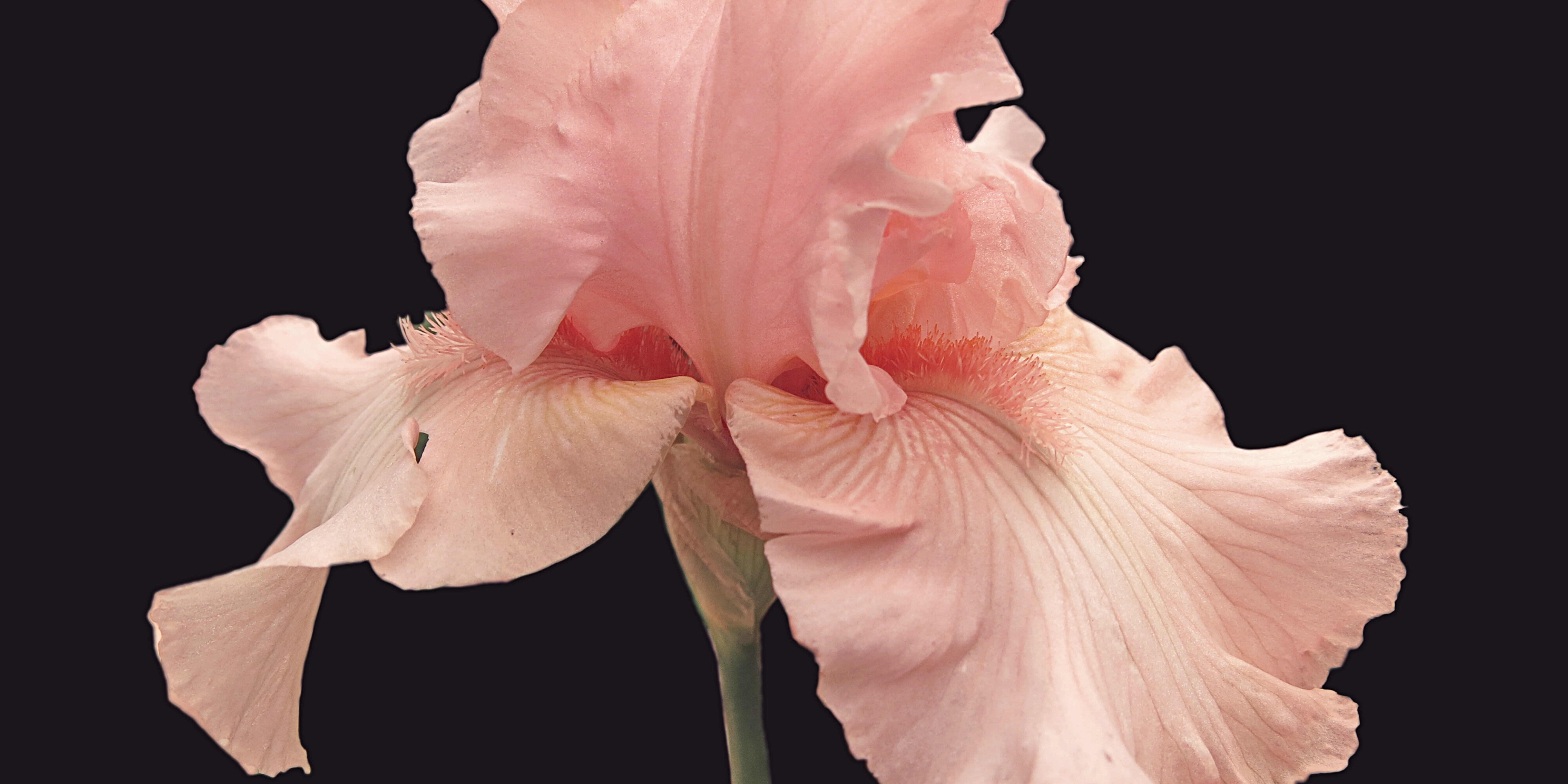 Iris Moore OnlyFans header