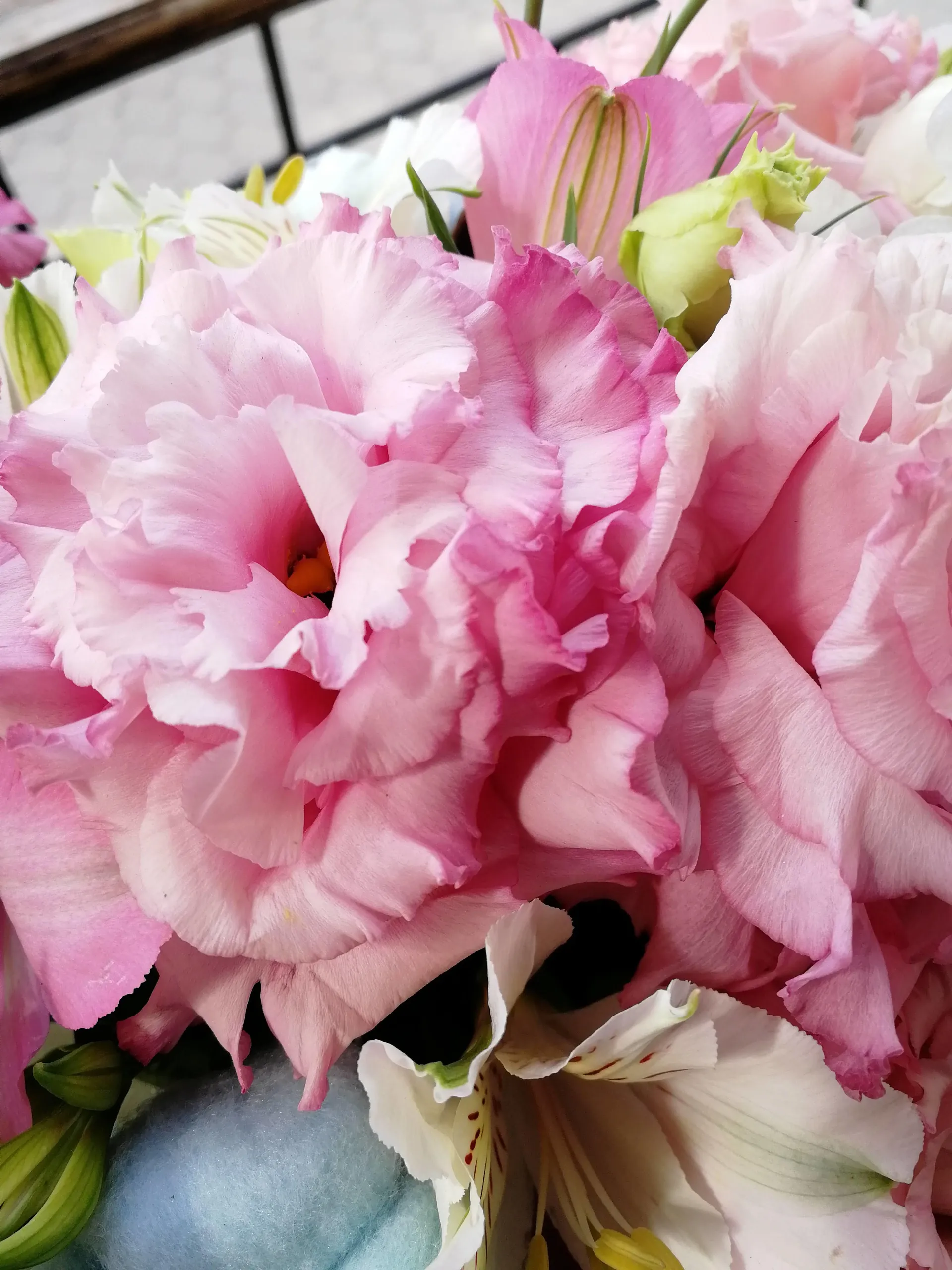 your_corvus OnlyFans header