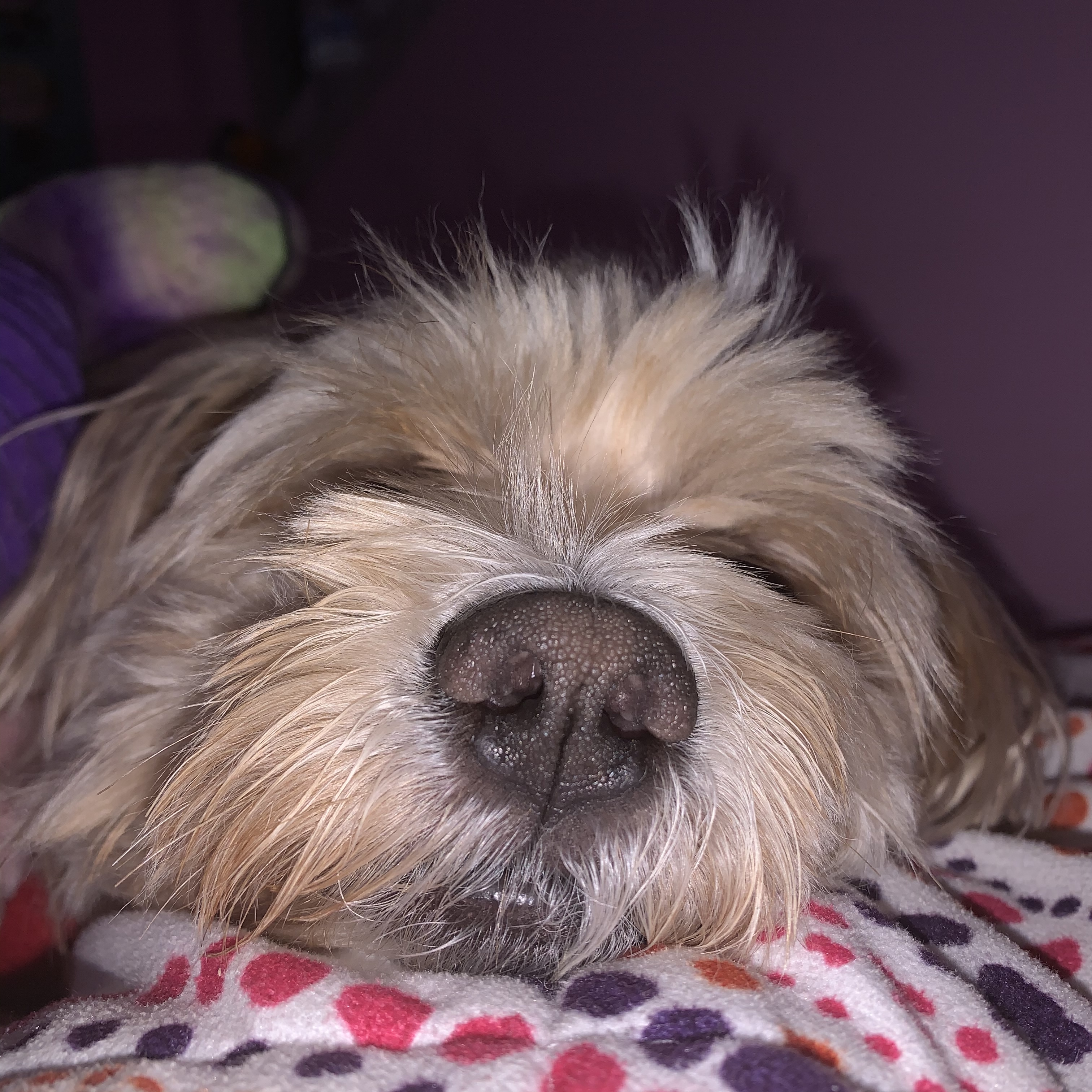 Angel Artemis (Vera) OnlyFans header