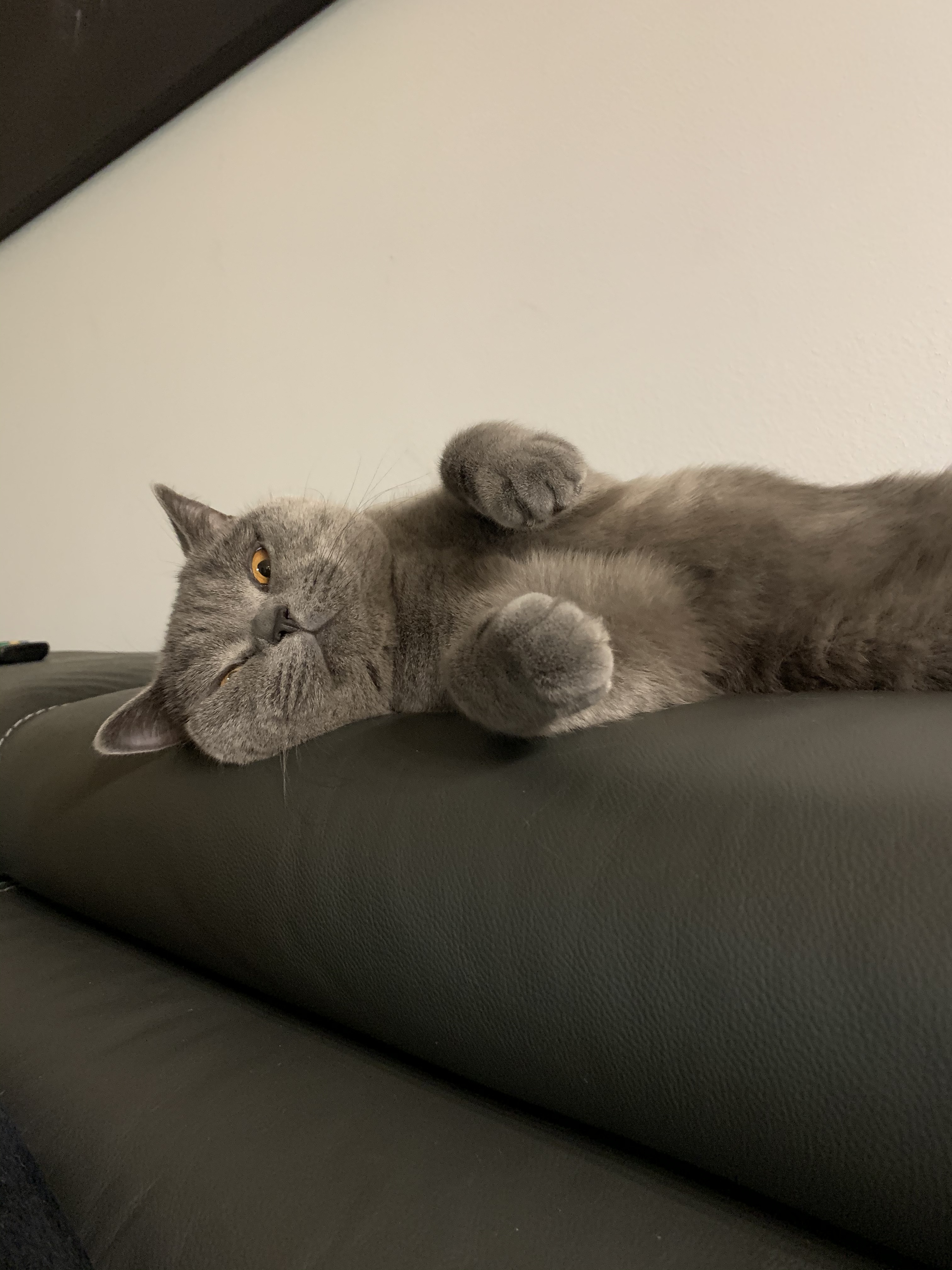 Alice OnlyFans header