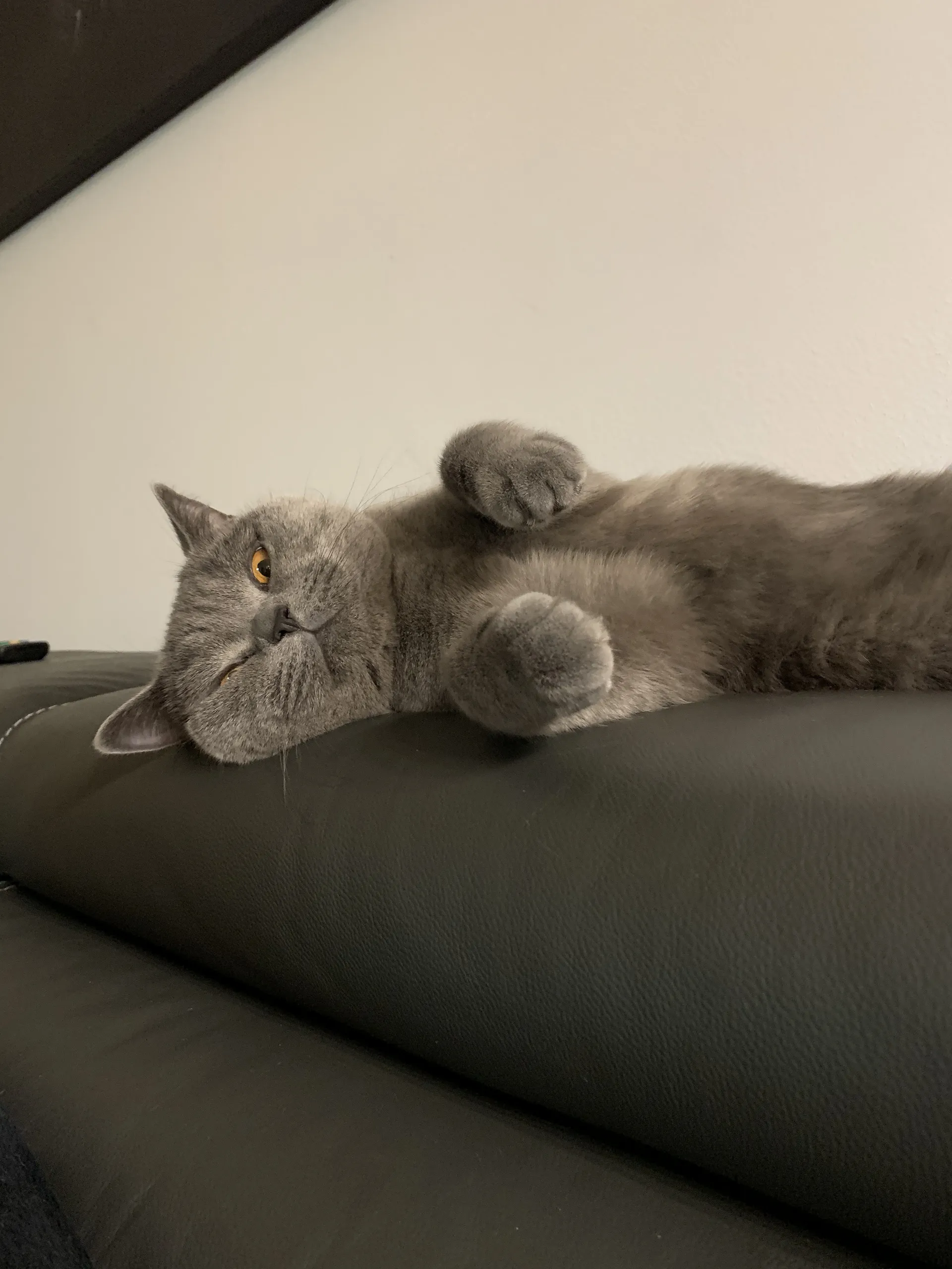 Alice OnlyFans header