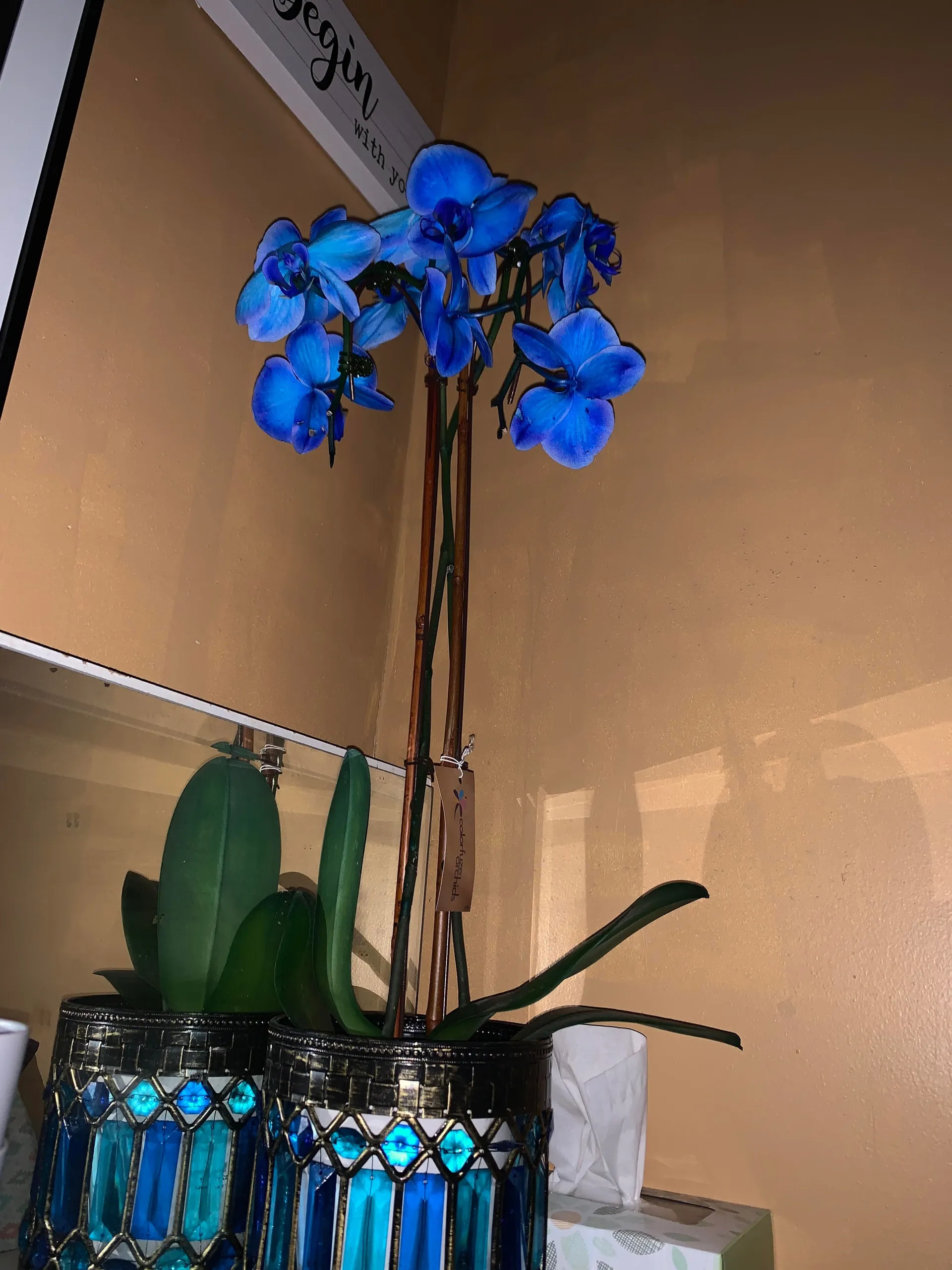 Amber OnlyFans header