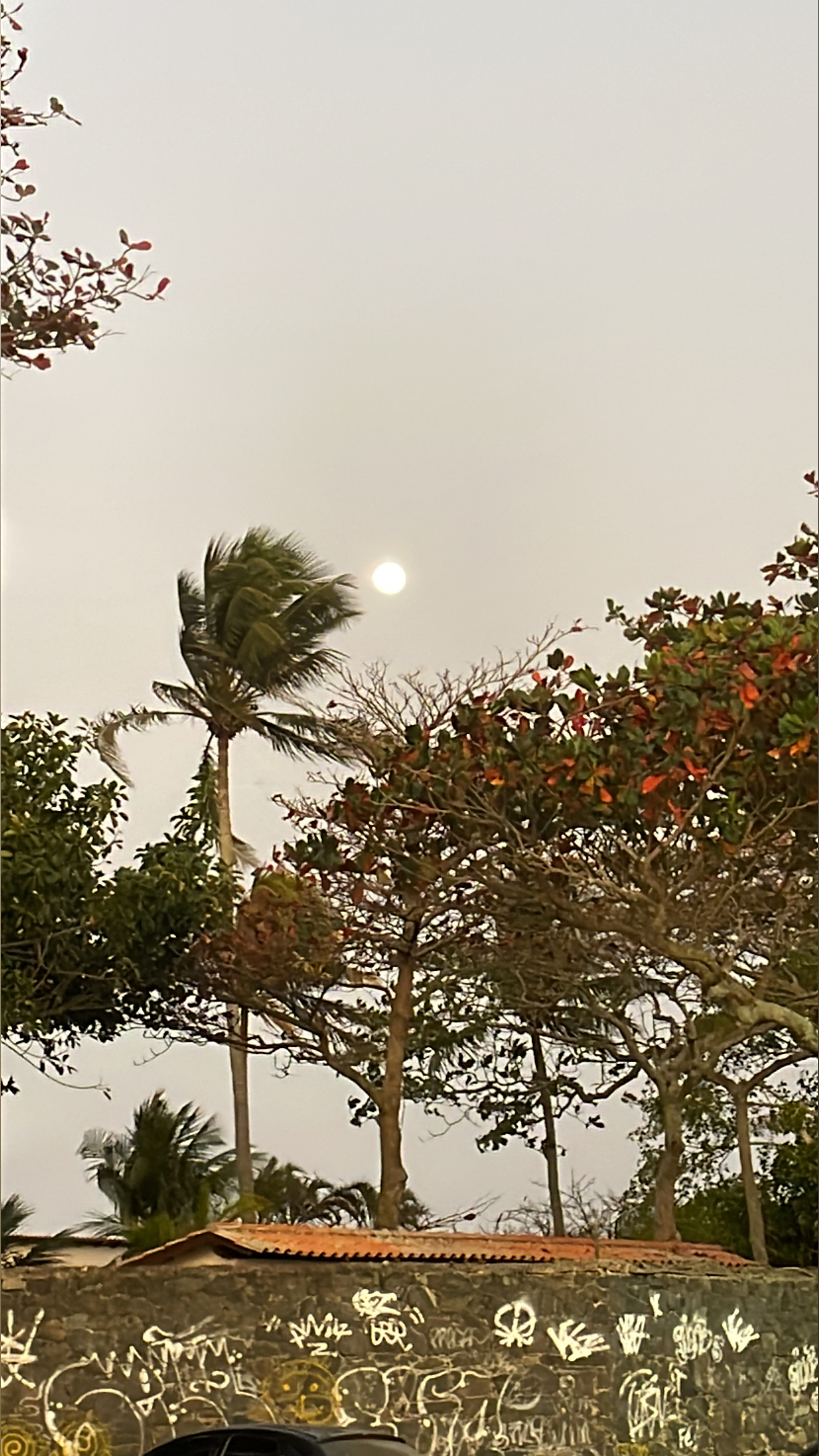 Desiree OnlyFans header