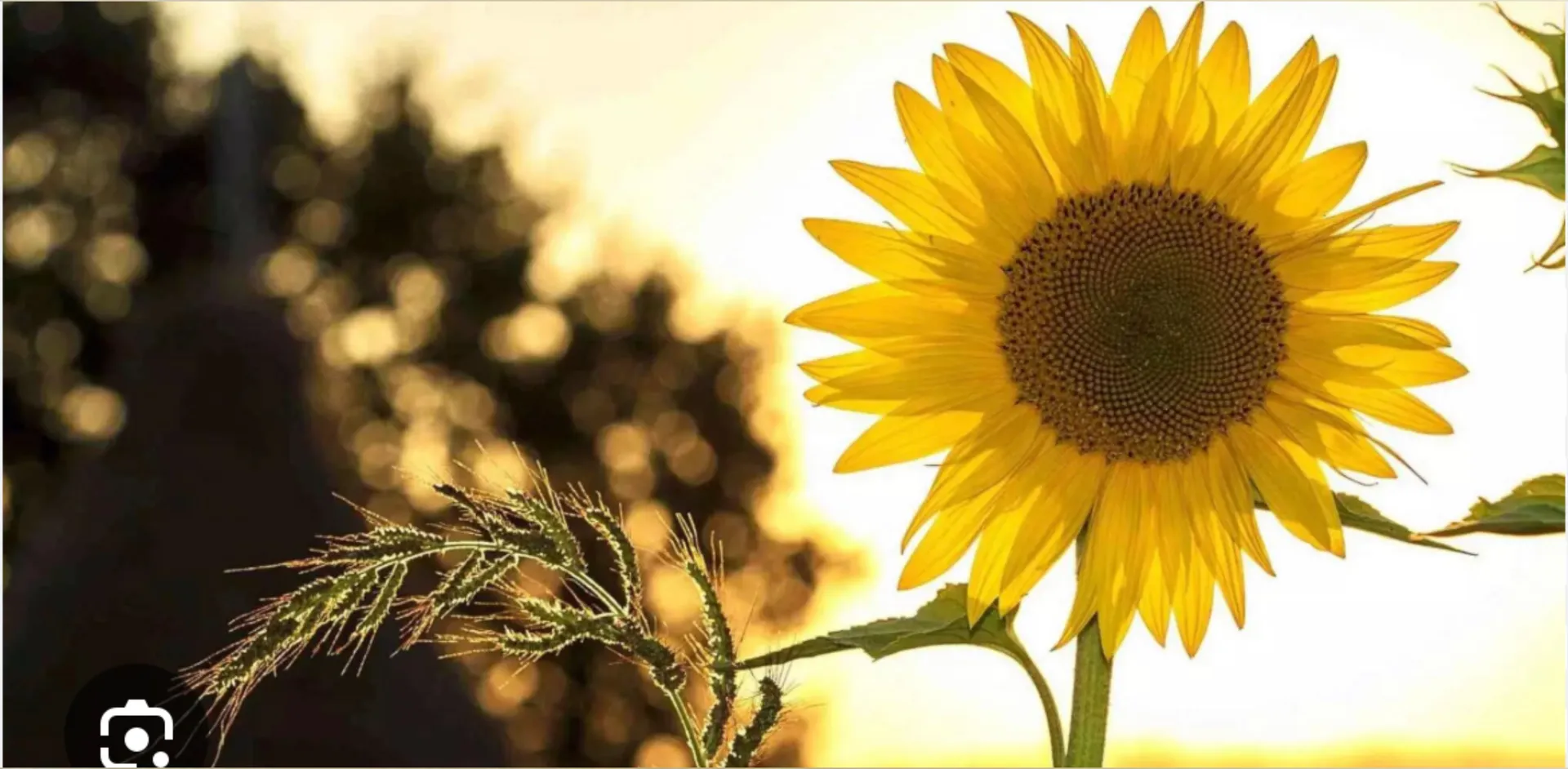 Chloe OnlyFans header