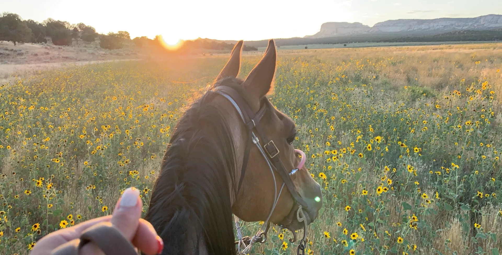 Kylee OnlyFans header