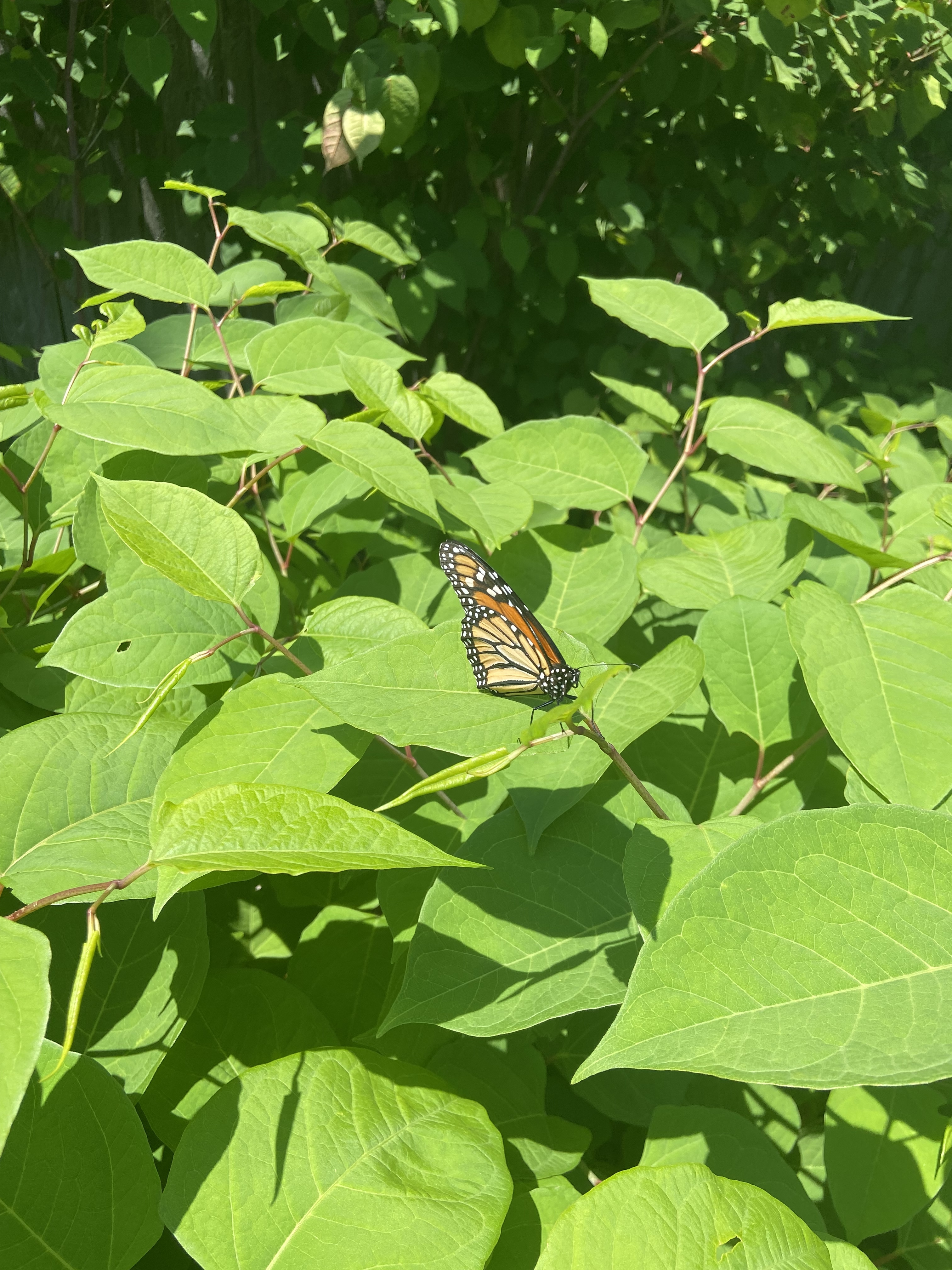 the$taffaccountant OnlyFans header