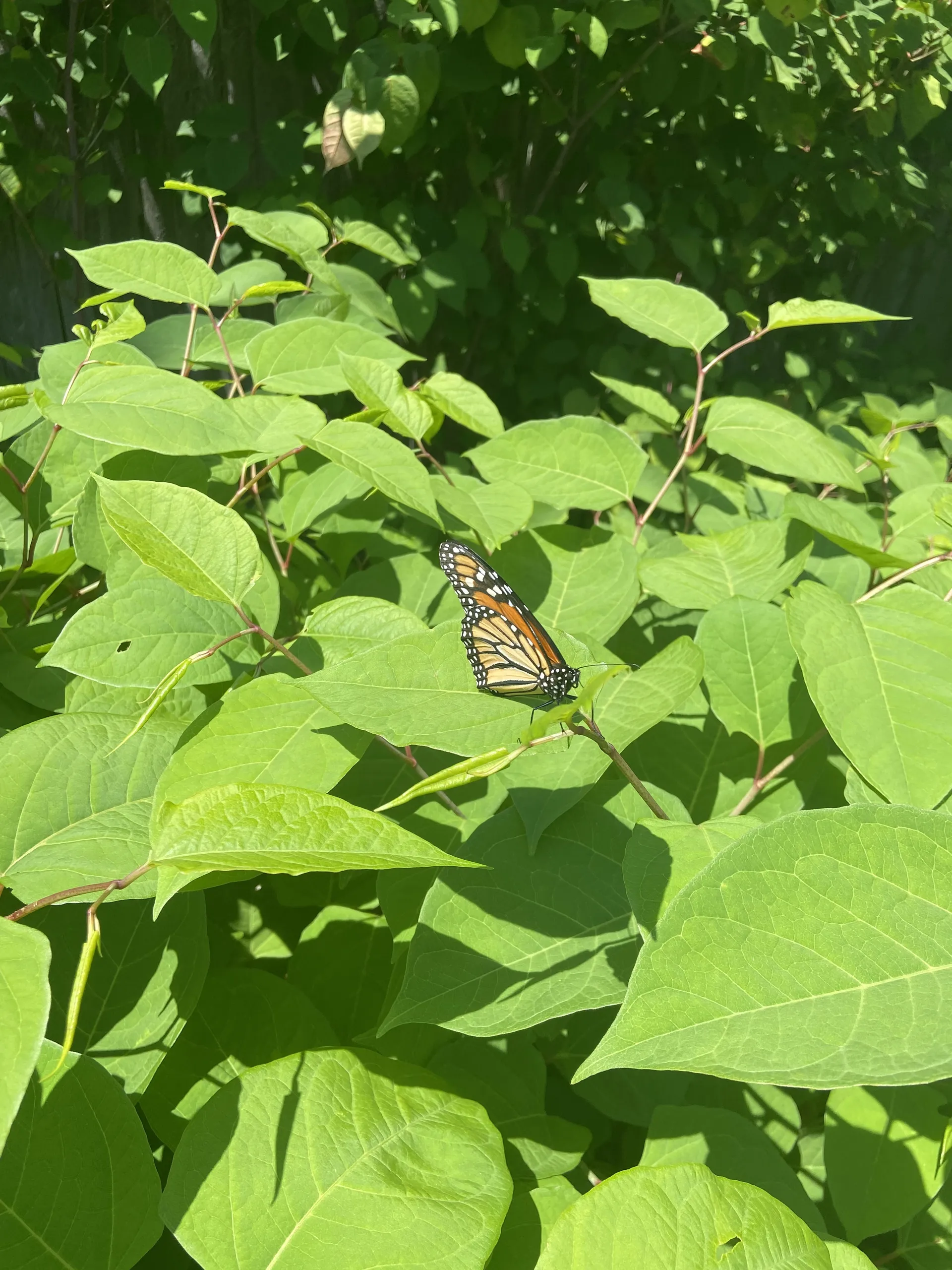 the$taffaccountant OnlyFans header