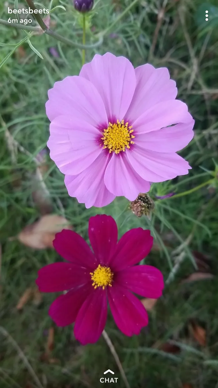 BellaDonna OnlyFans header