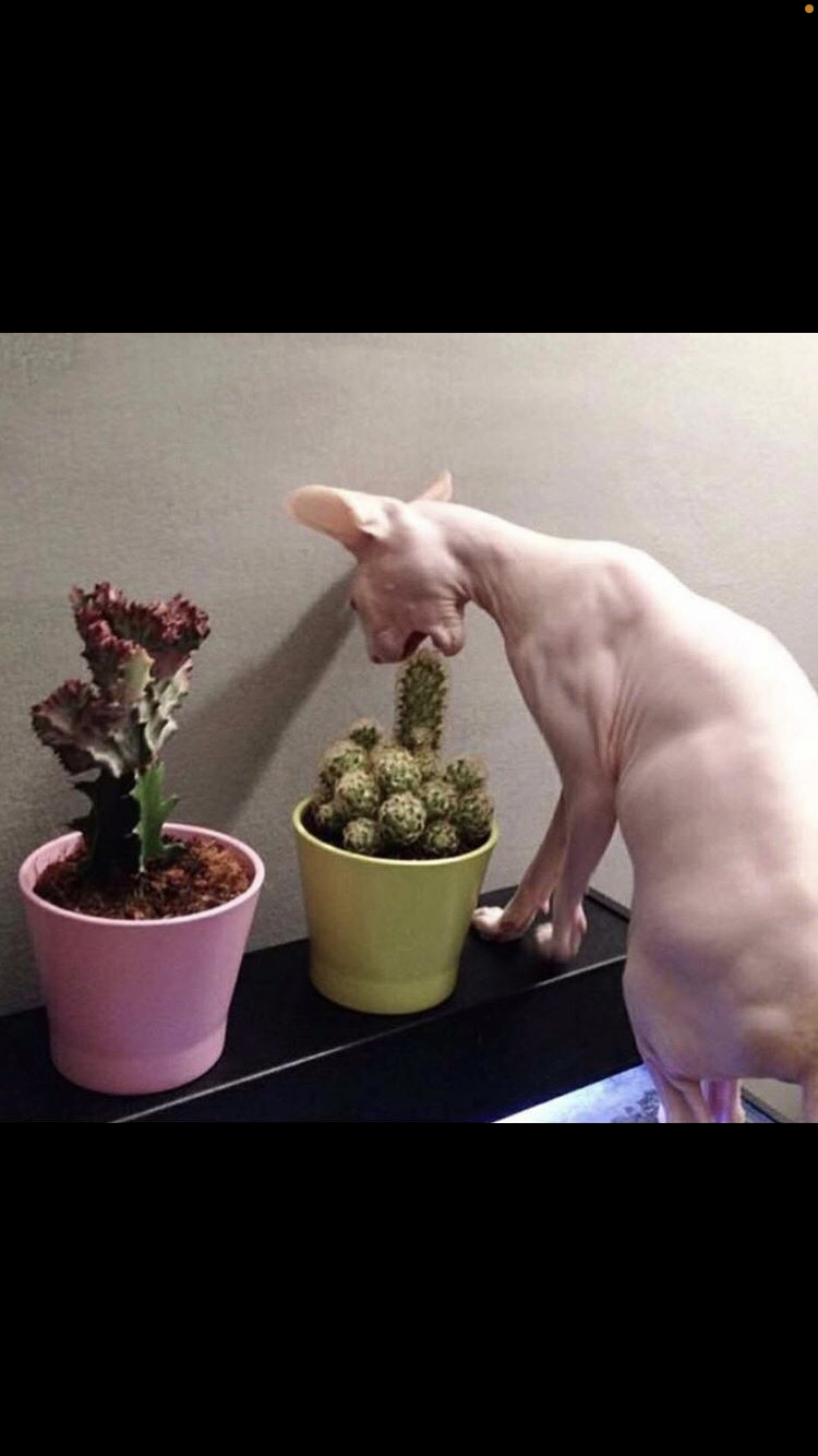 gooeyme OnlyFans header