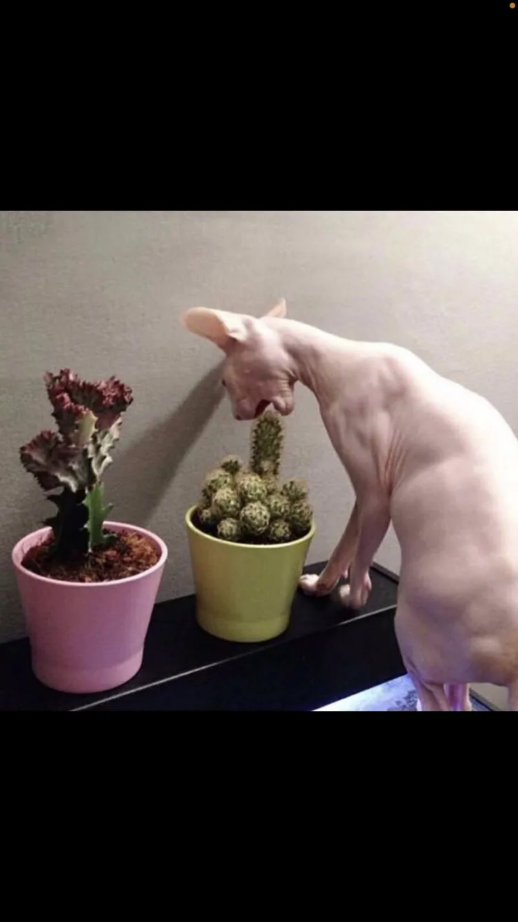 gooeyme OnlyFans header