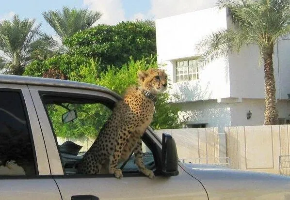 KattQueen OnlyFans header