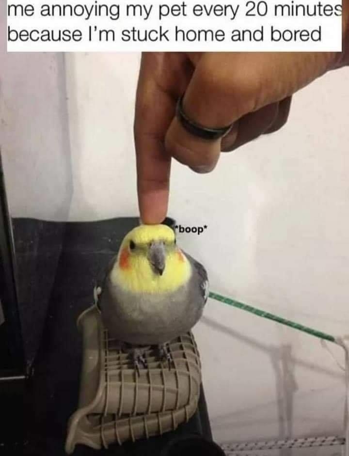 dominic OnlyFans header