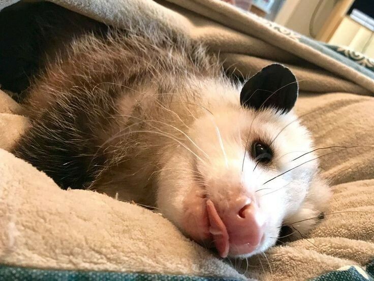 Artie OnlyFans header