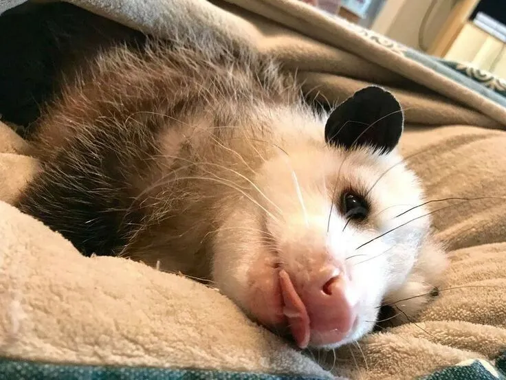 Artie OnlyFans header