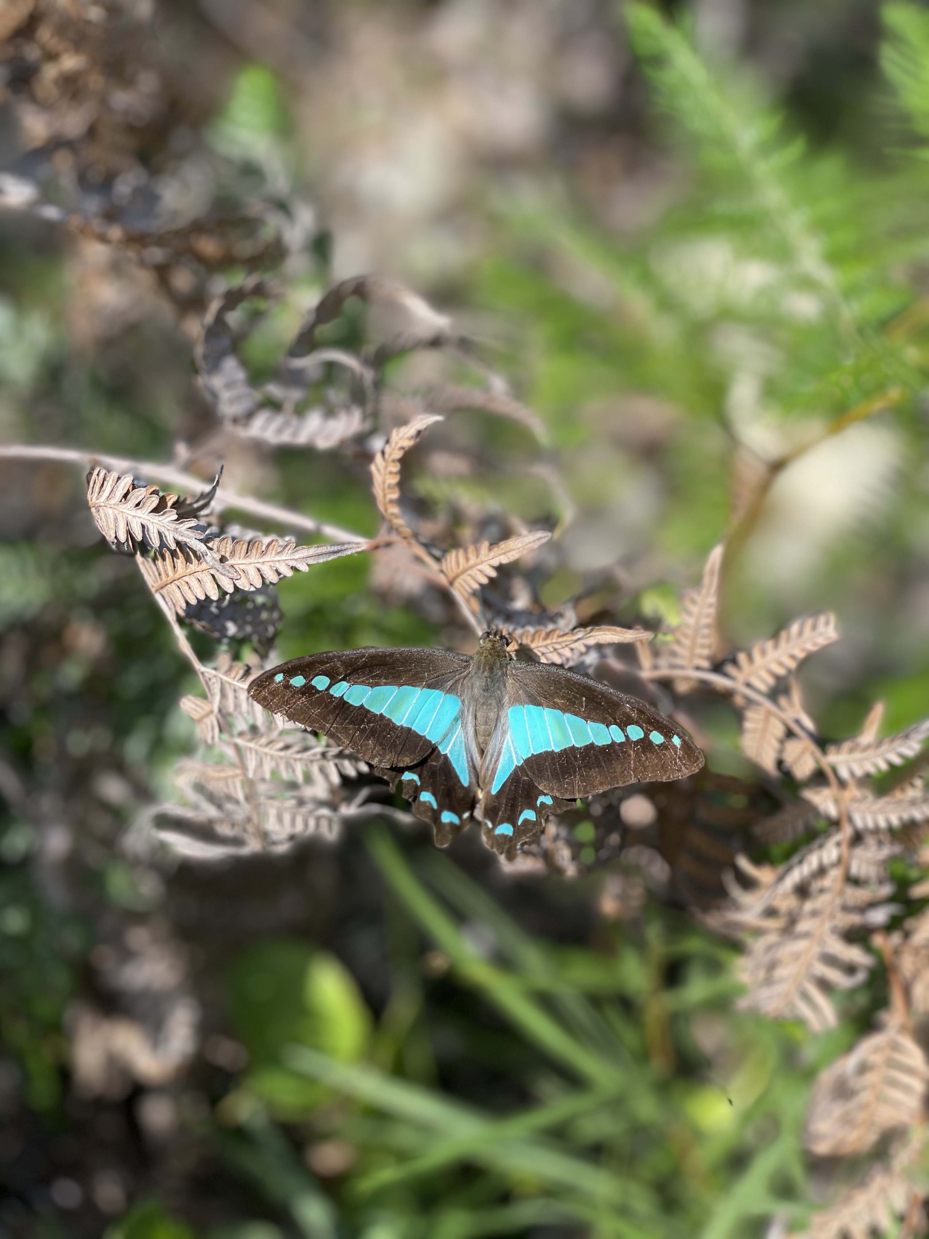 Nora Selviana OnlyFans header