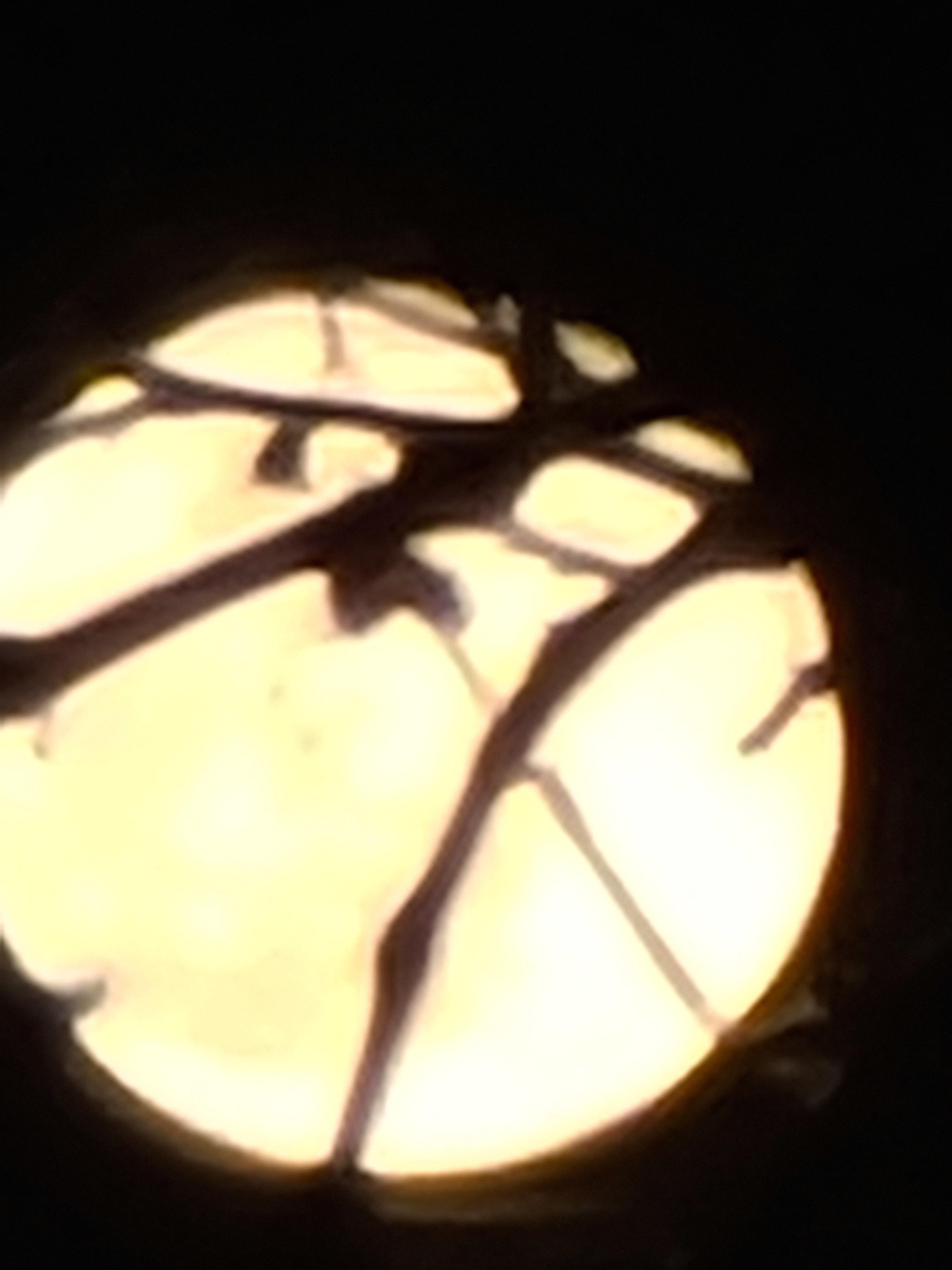 YourPalAl OnlyFans header