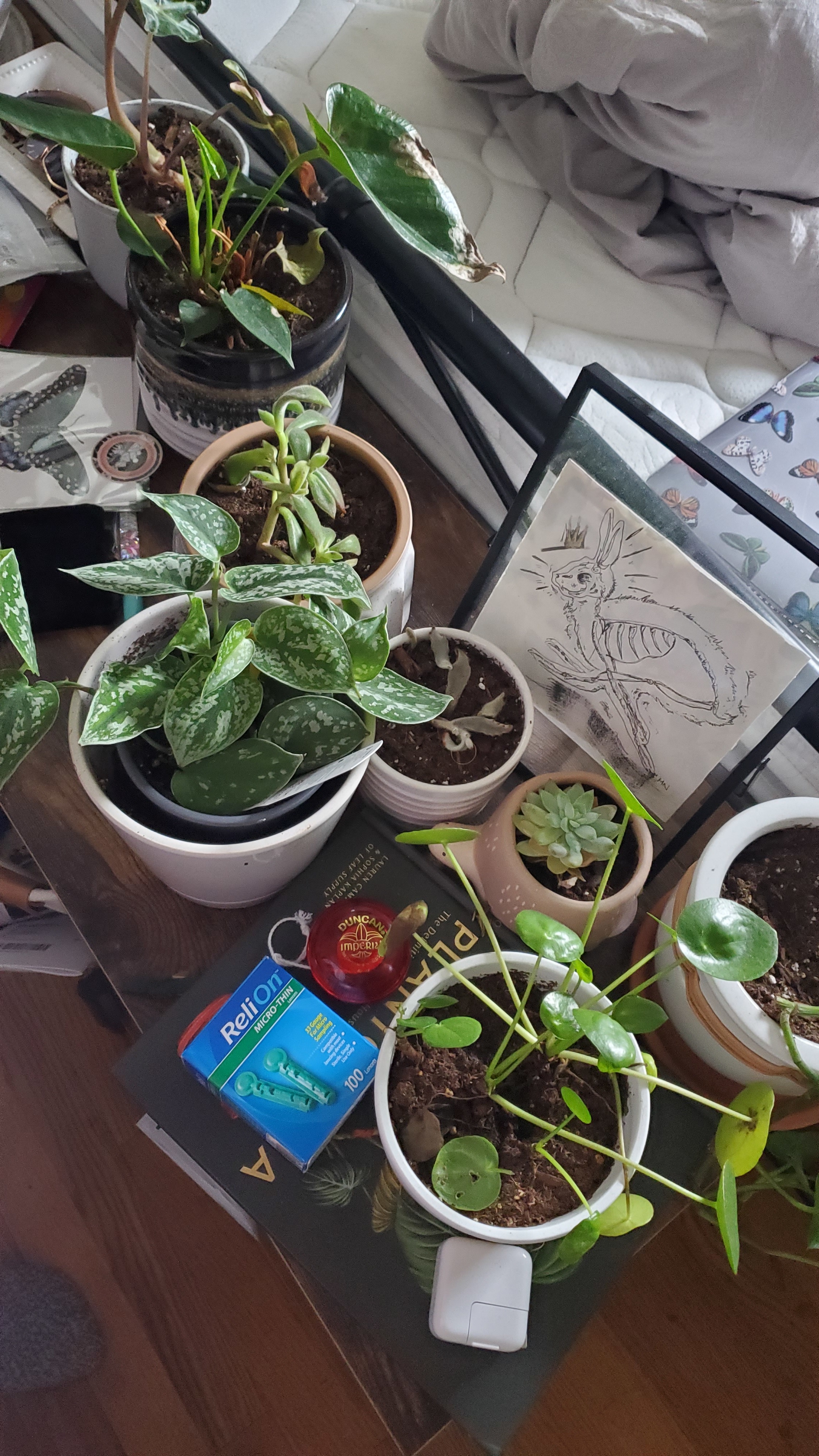 Adie OnlyFans header