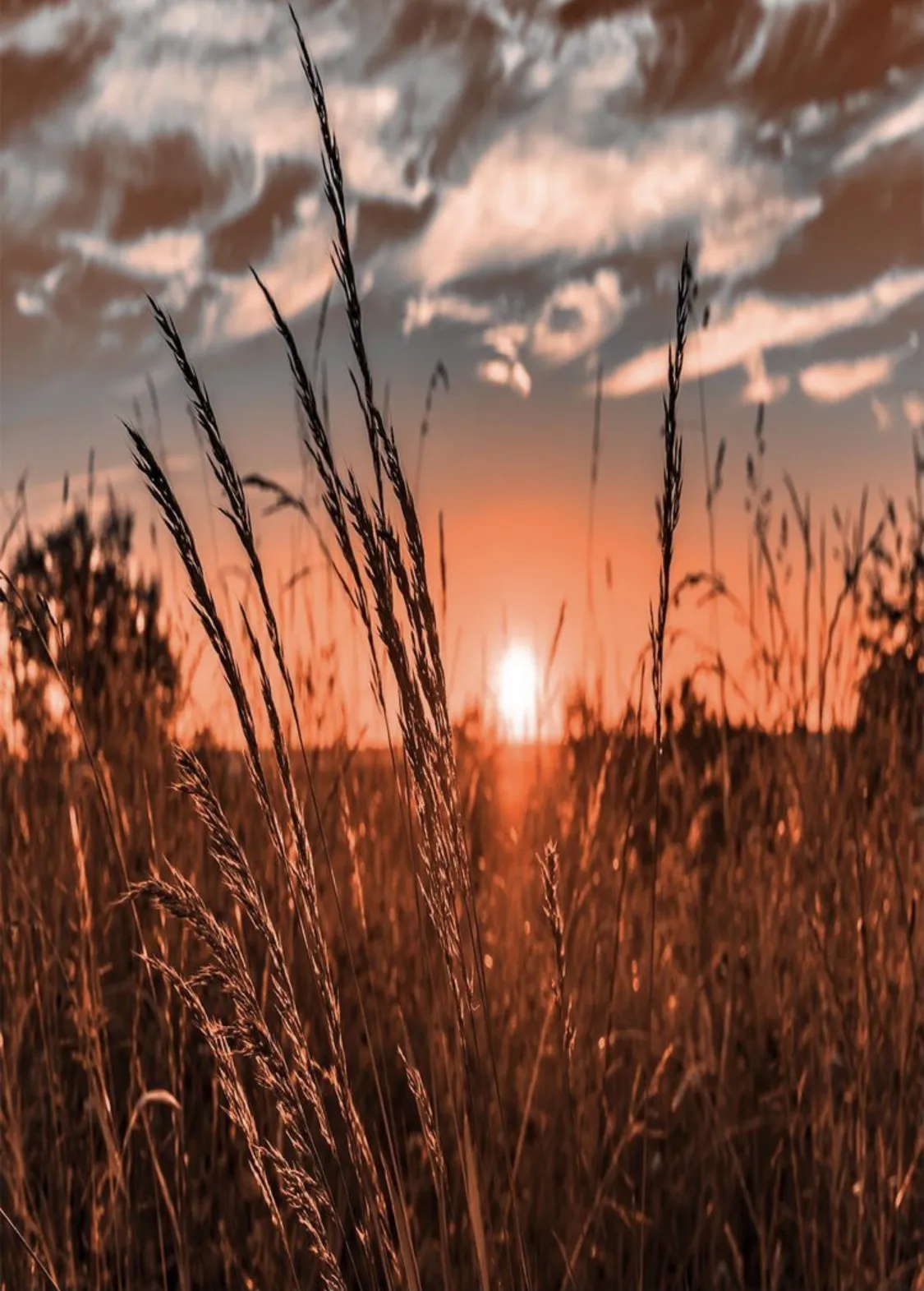 YourSouthernSweetheart OnlyFans header