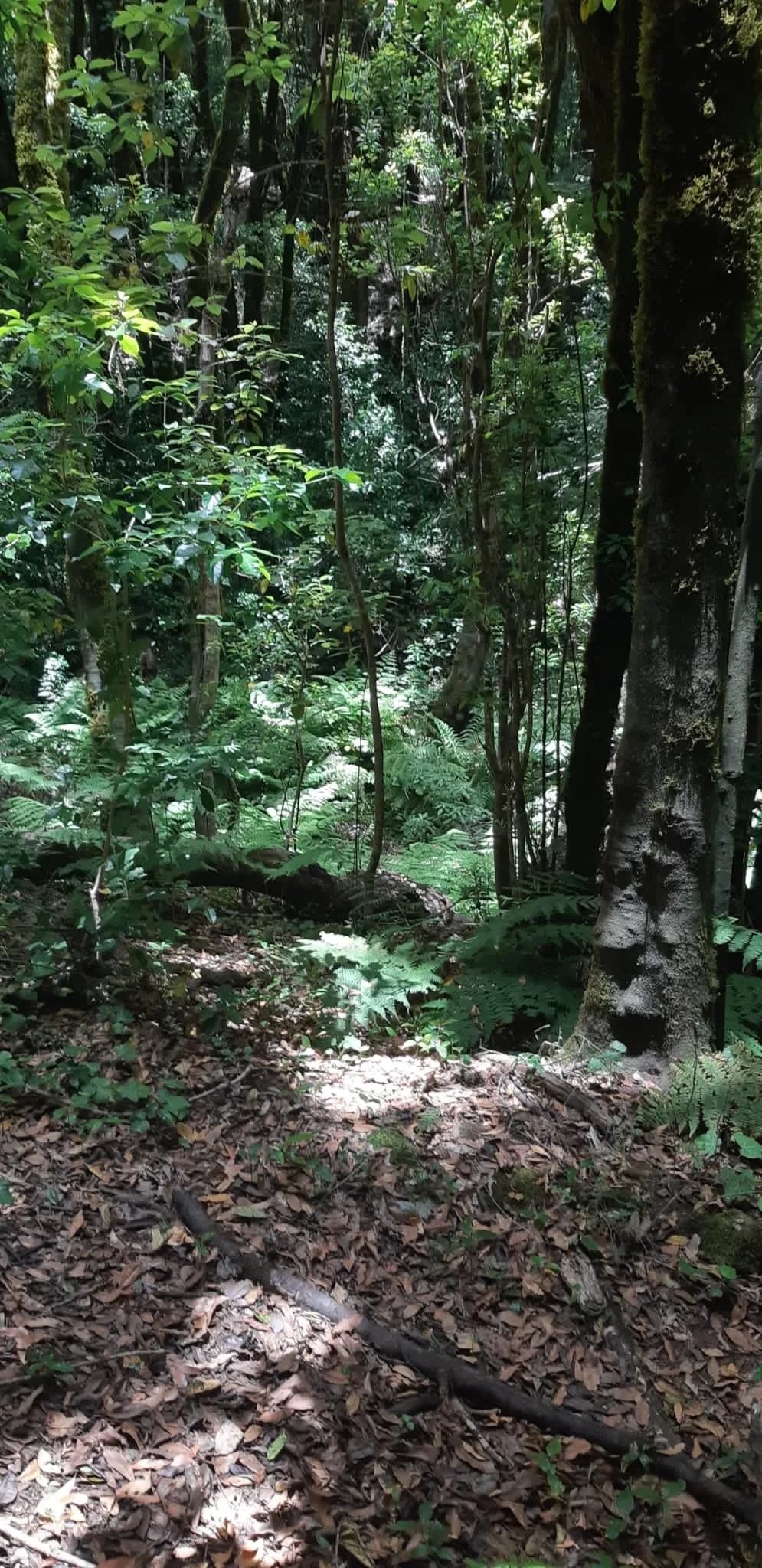 yourstepbrother OnlyFans header