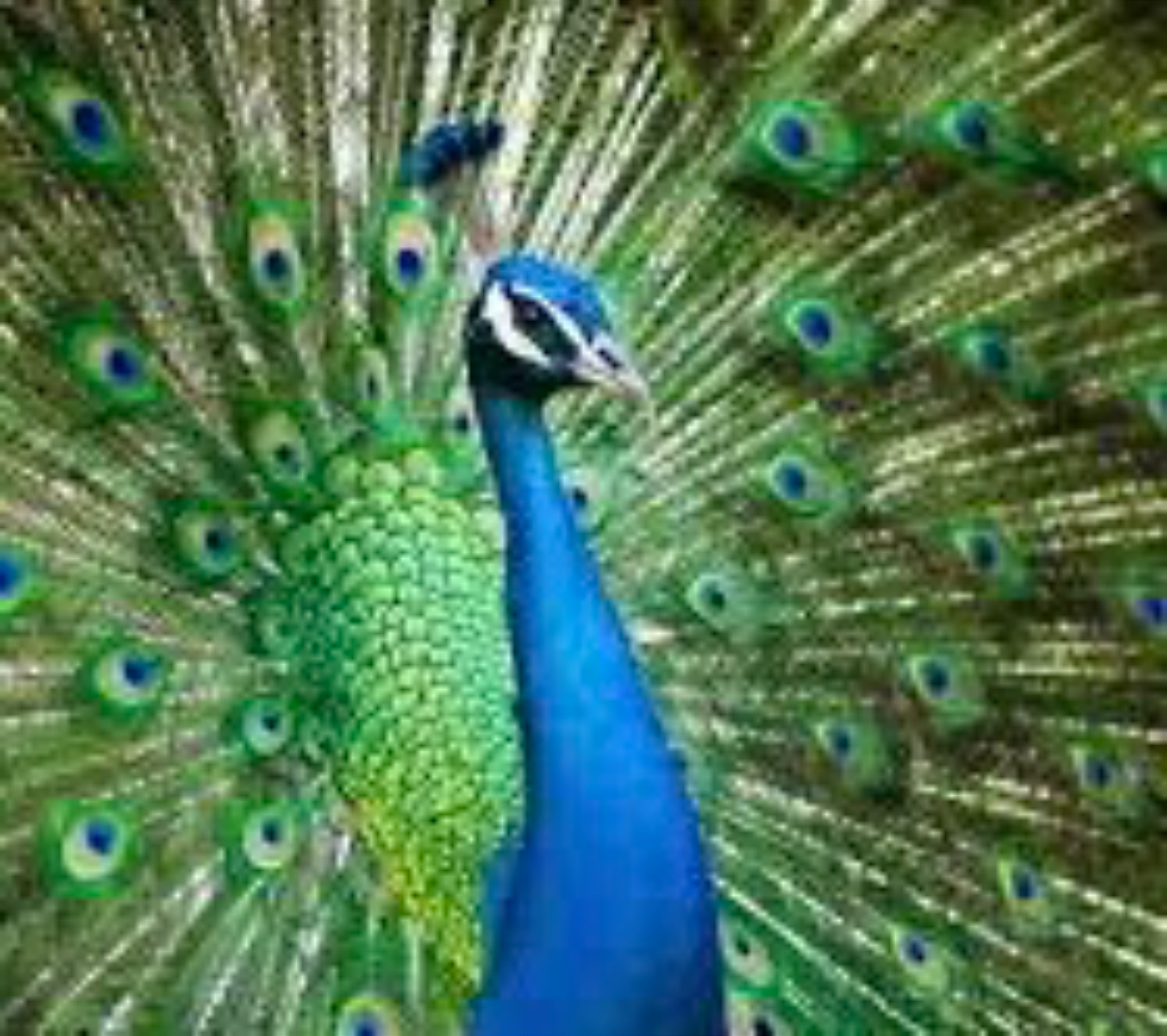 Gigi OnlyFans header