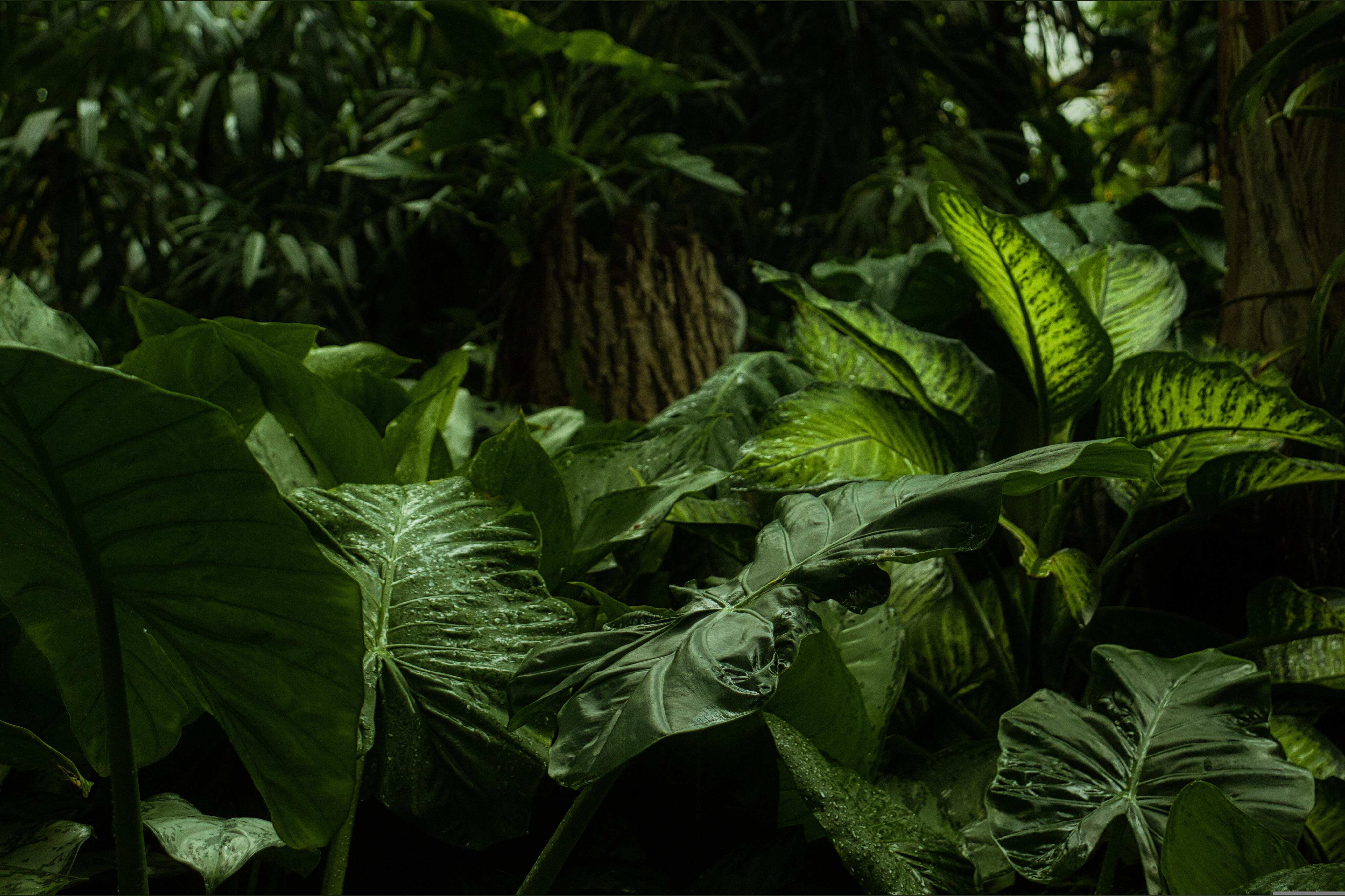 tarzan bro OnlyFans header