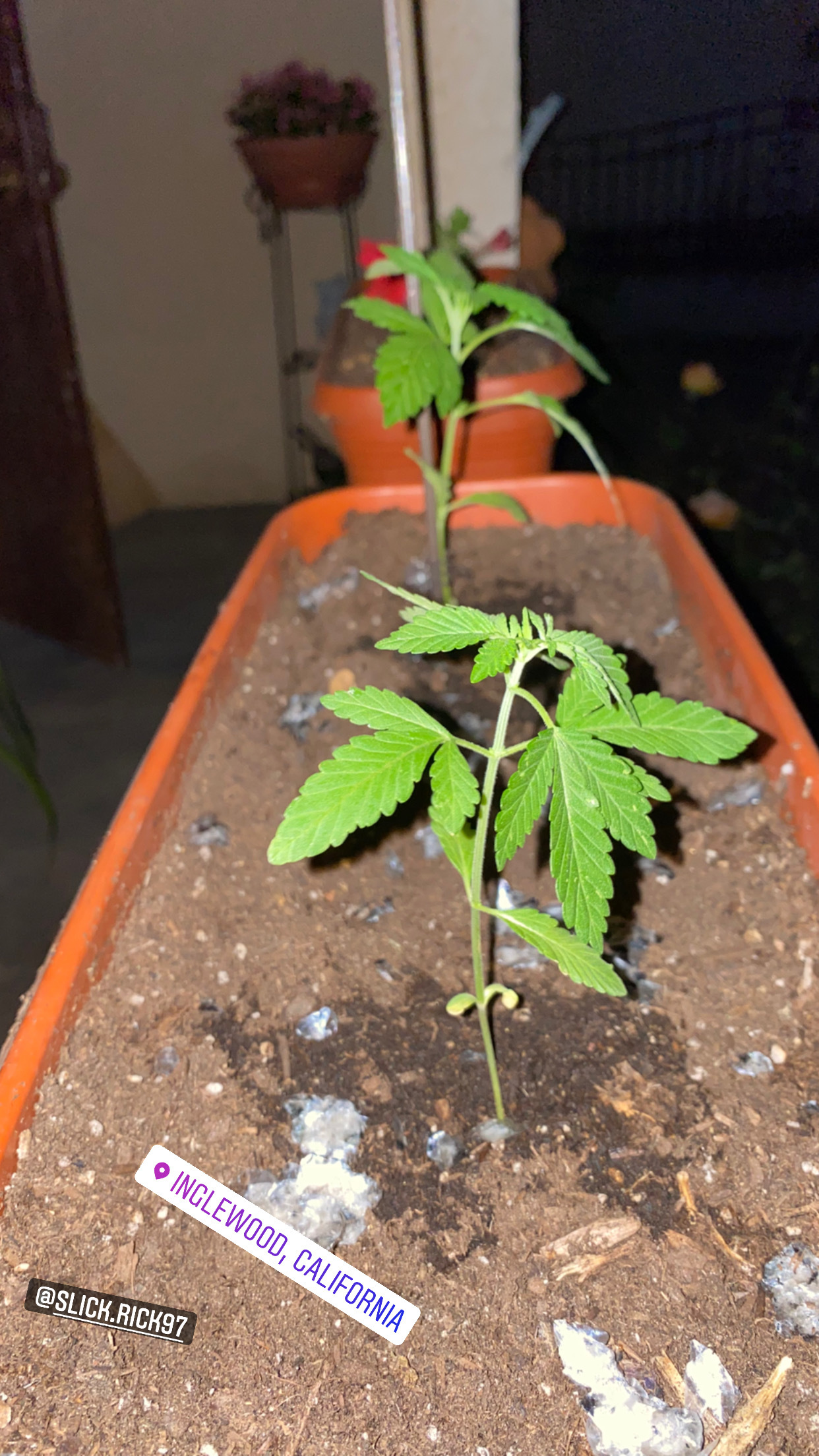 Gordis OnlyFans header