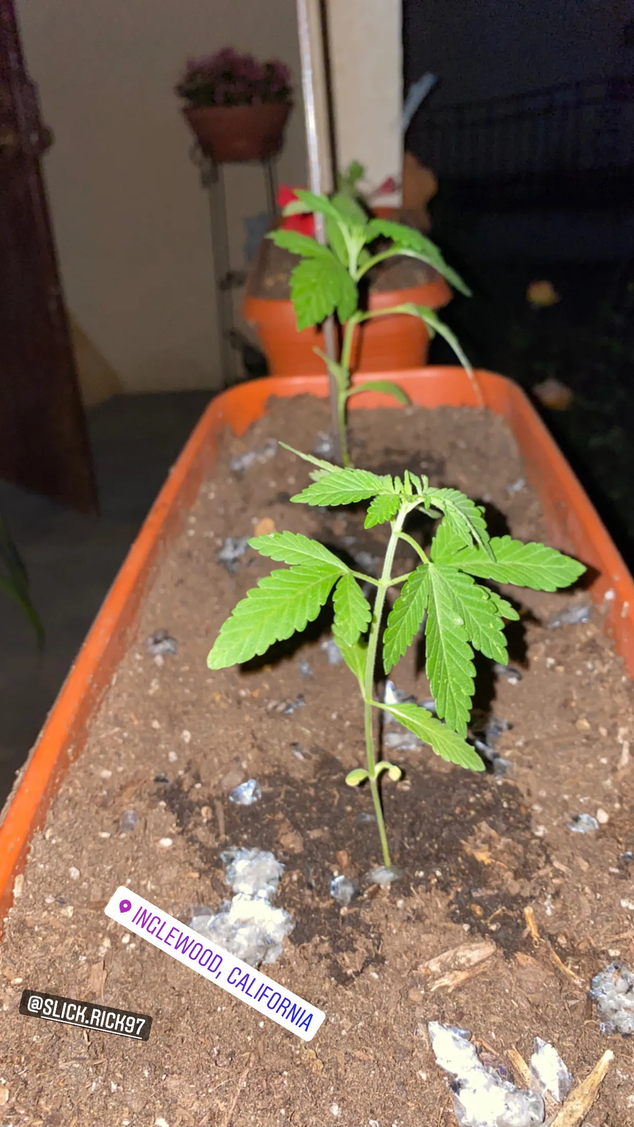 Gordis OnlyFans header