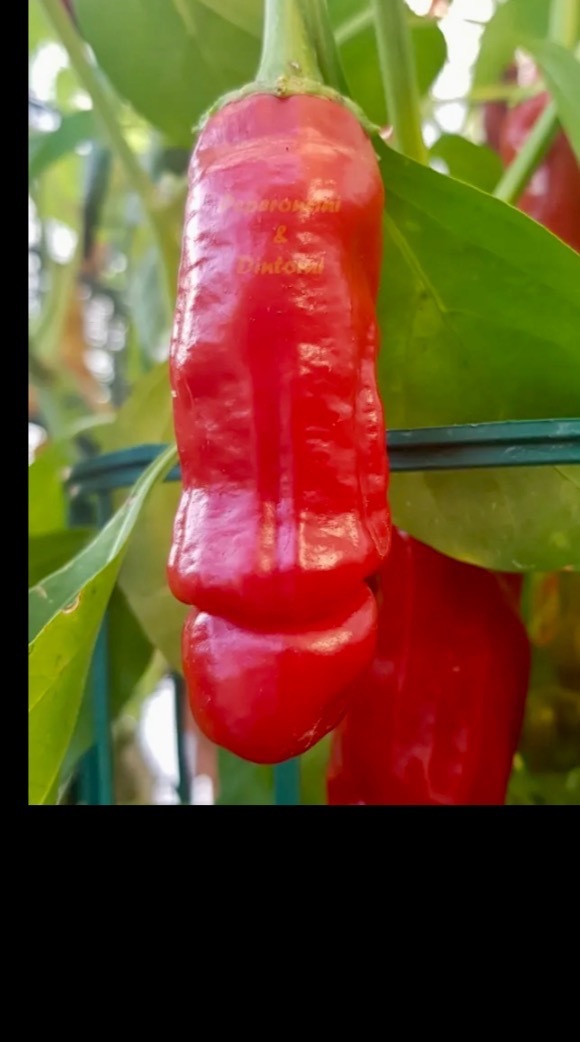 YourTurbation OnlyFans