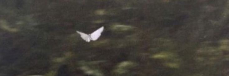 venus OnlyFans header