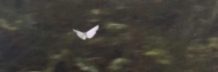 venus OnlyFans header