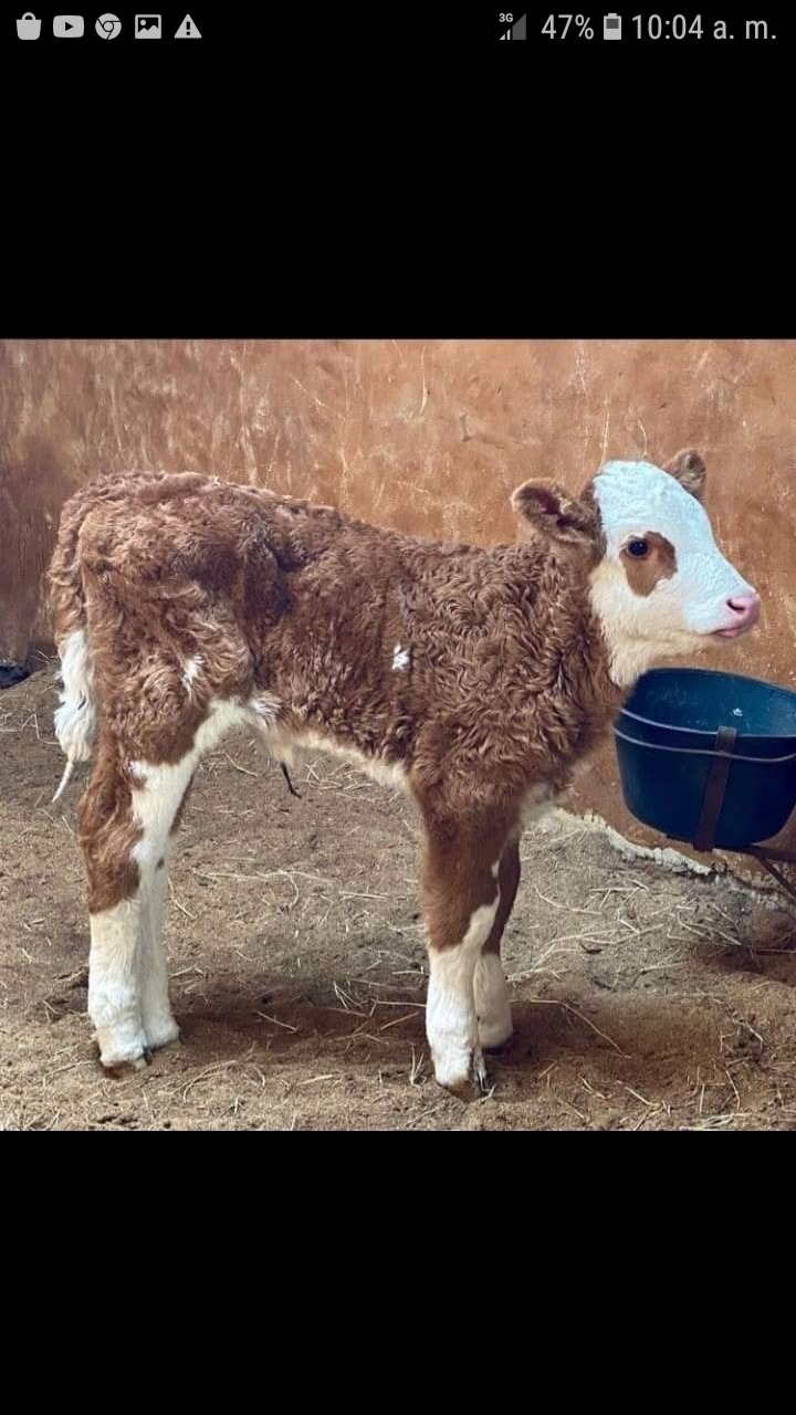 Yulisa OnlyFans header