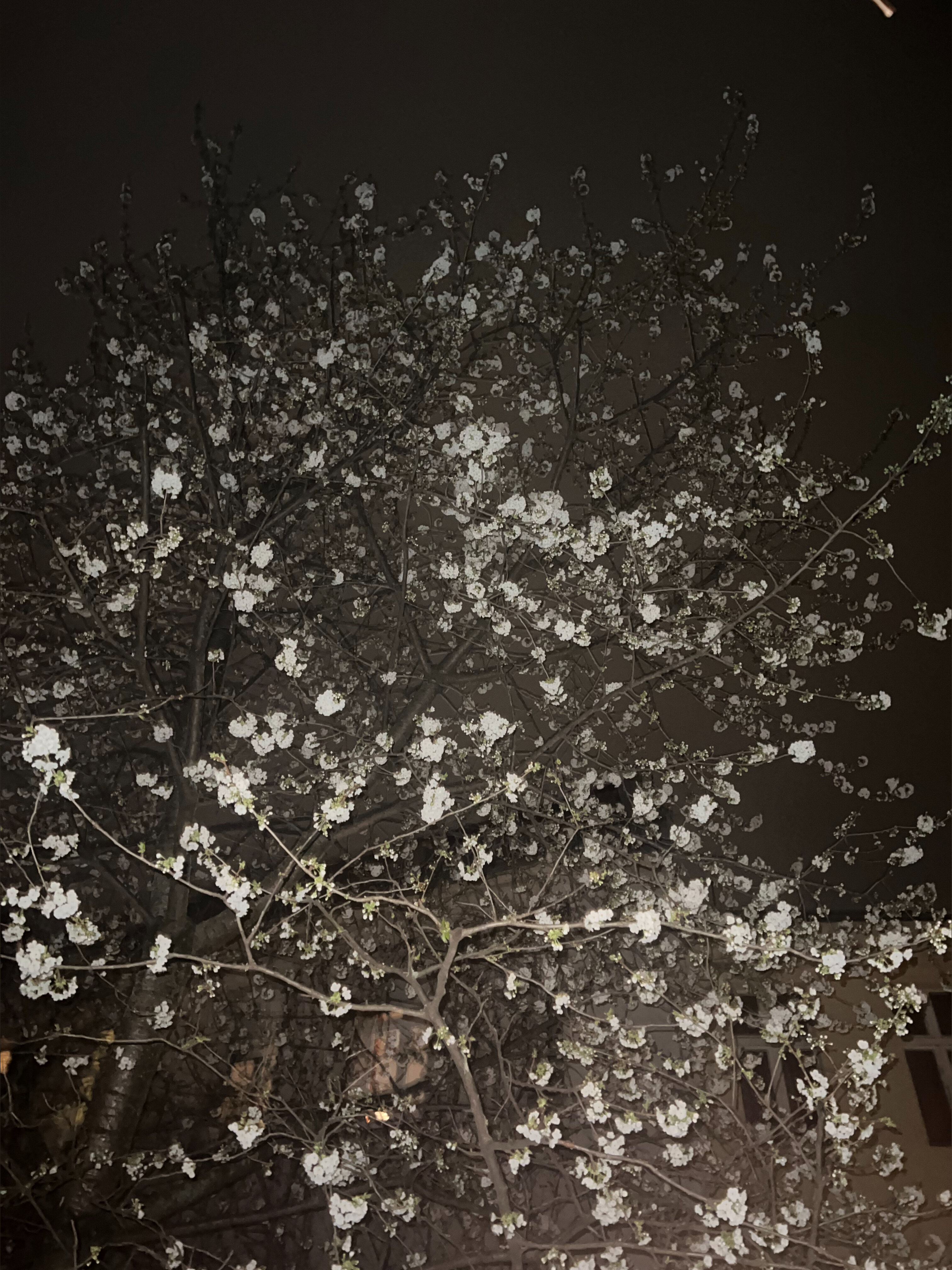 yumiii OnlyFans header