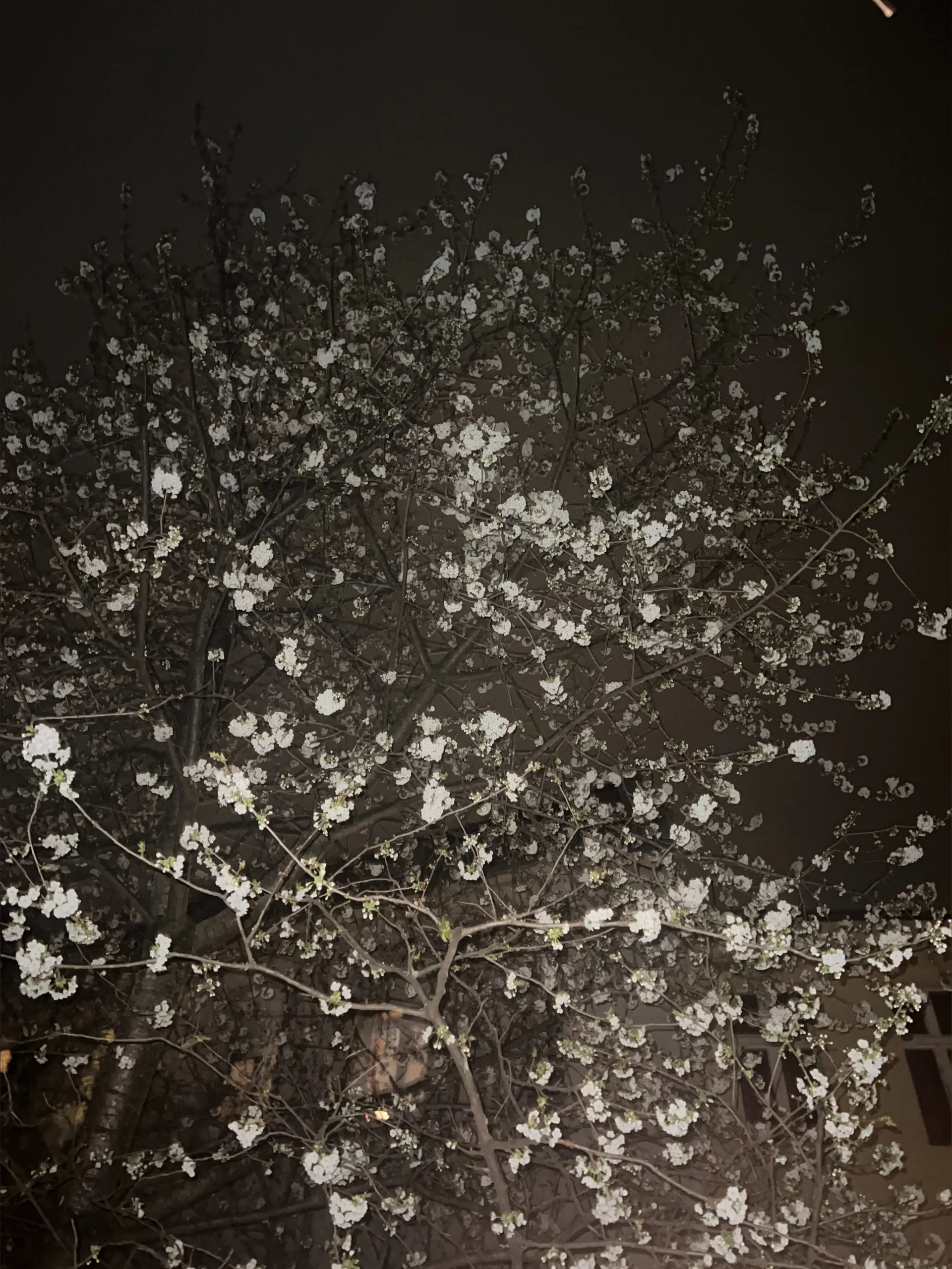 yumiii OnlyFans header