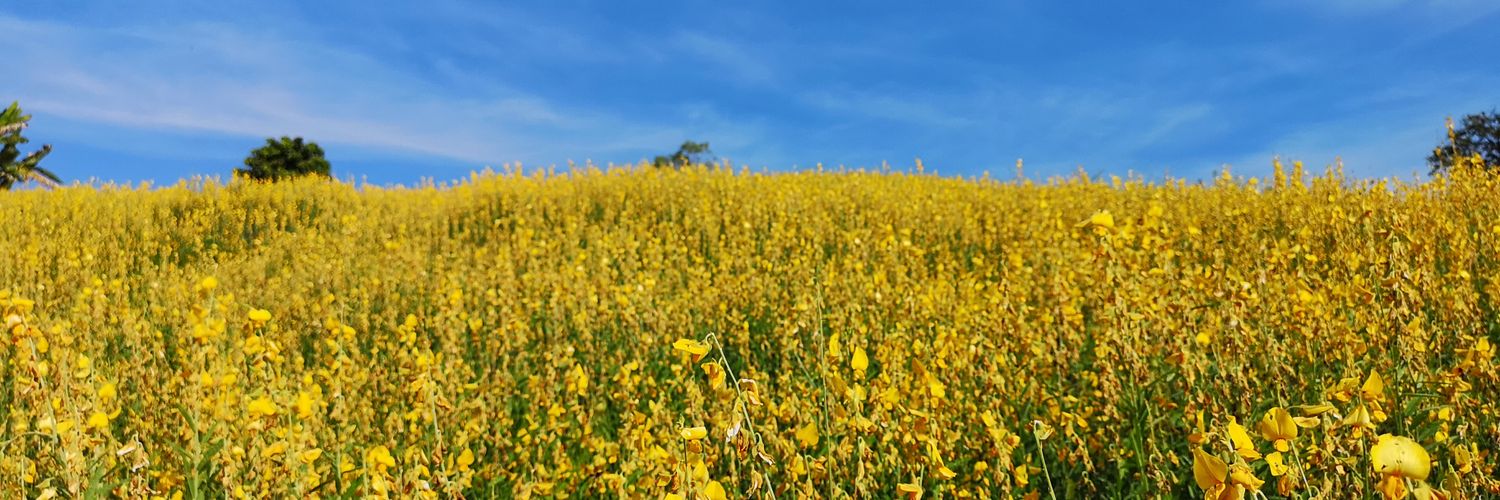 Yumekung OnlyFans header