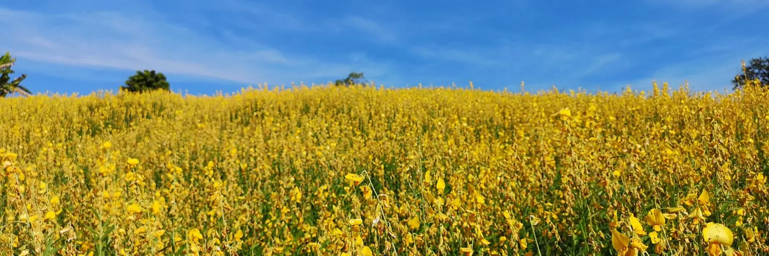 Yumekung OnlyFans header