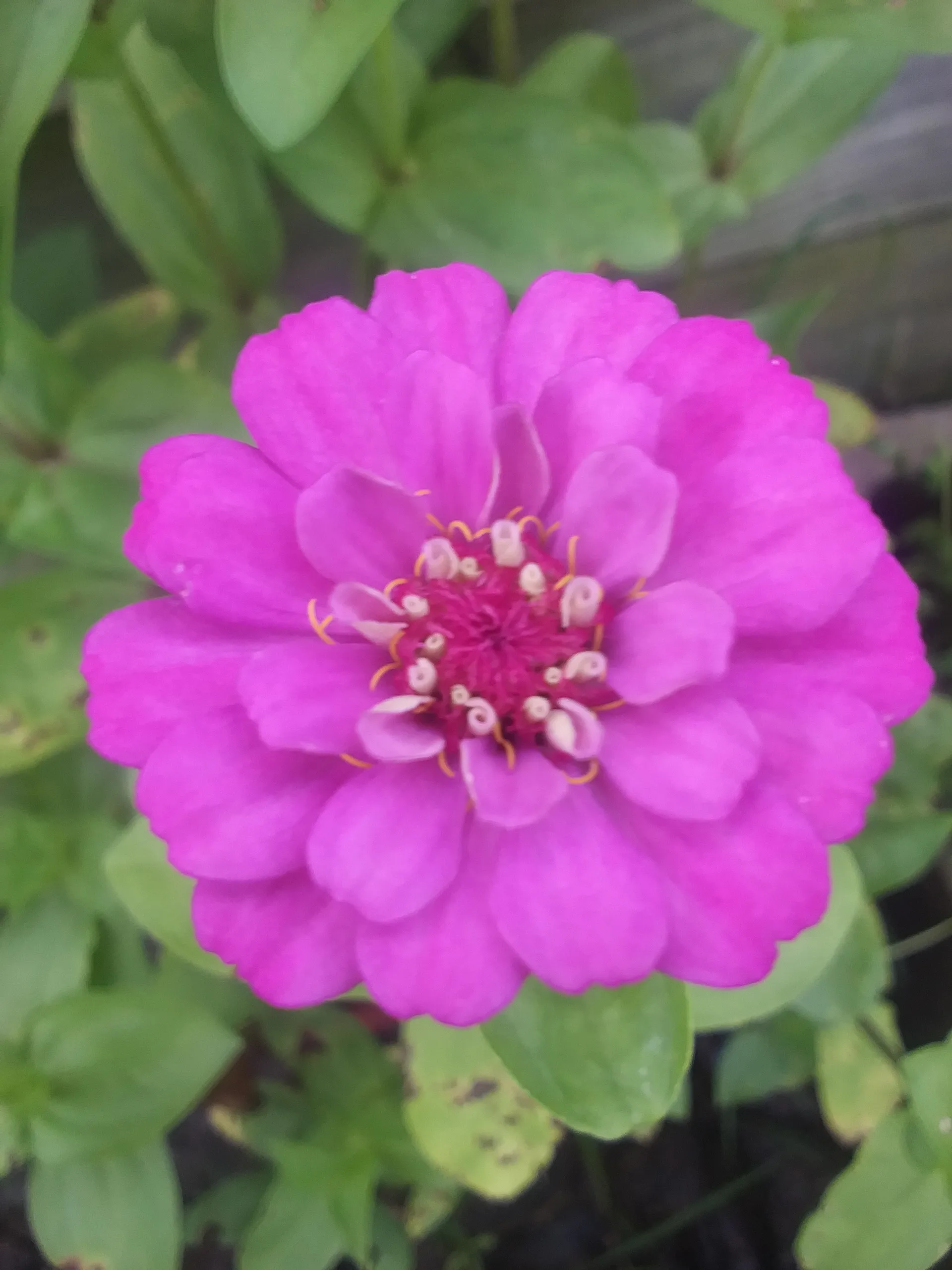 Shayyxx OnlyFans header