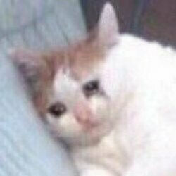 想养小狗 OnlyFans