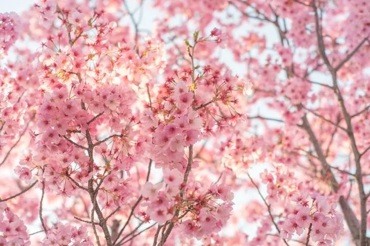 Nikki OnlyFans header