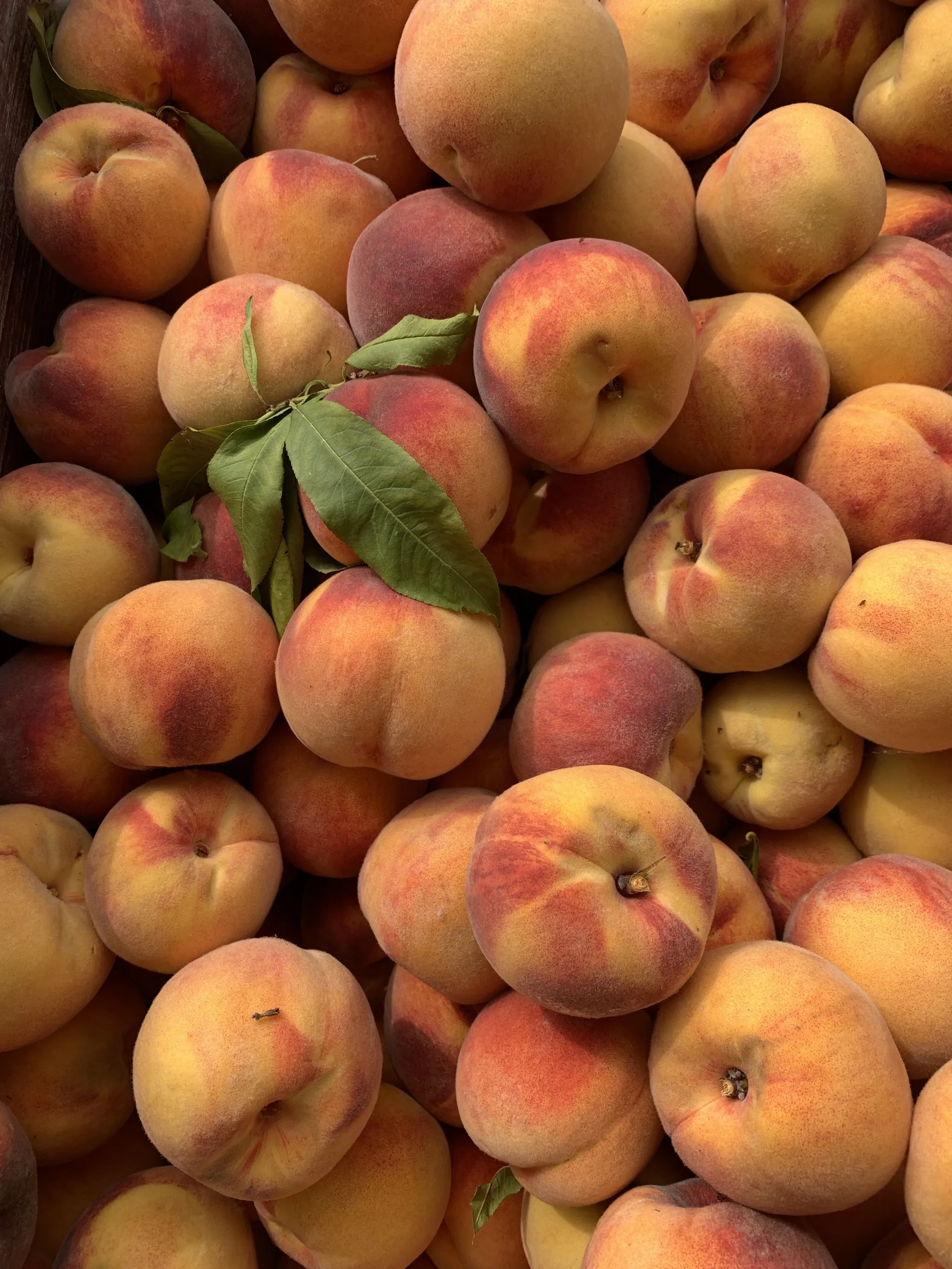 lauren (but hungry &amp; also sexy) OnlyFans header