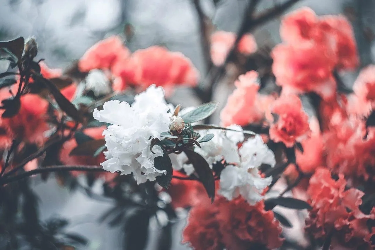 Brandon OnlyFans header