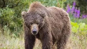 Yung Bear OnlyFans header