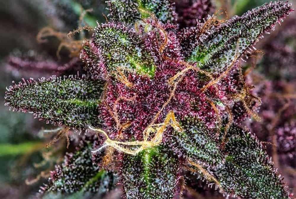 cannabis connoisseur 🌿🔥💨 OnlyFans header