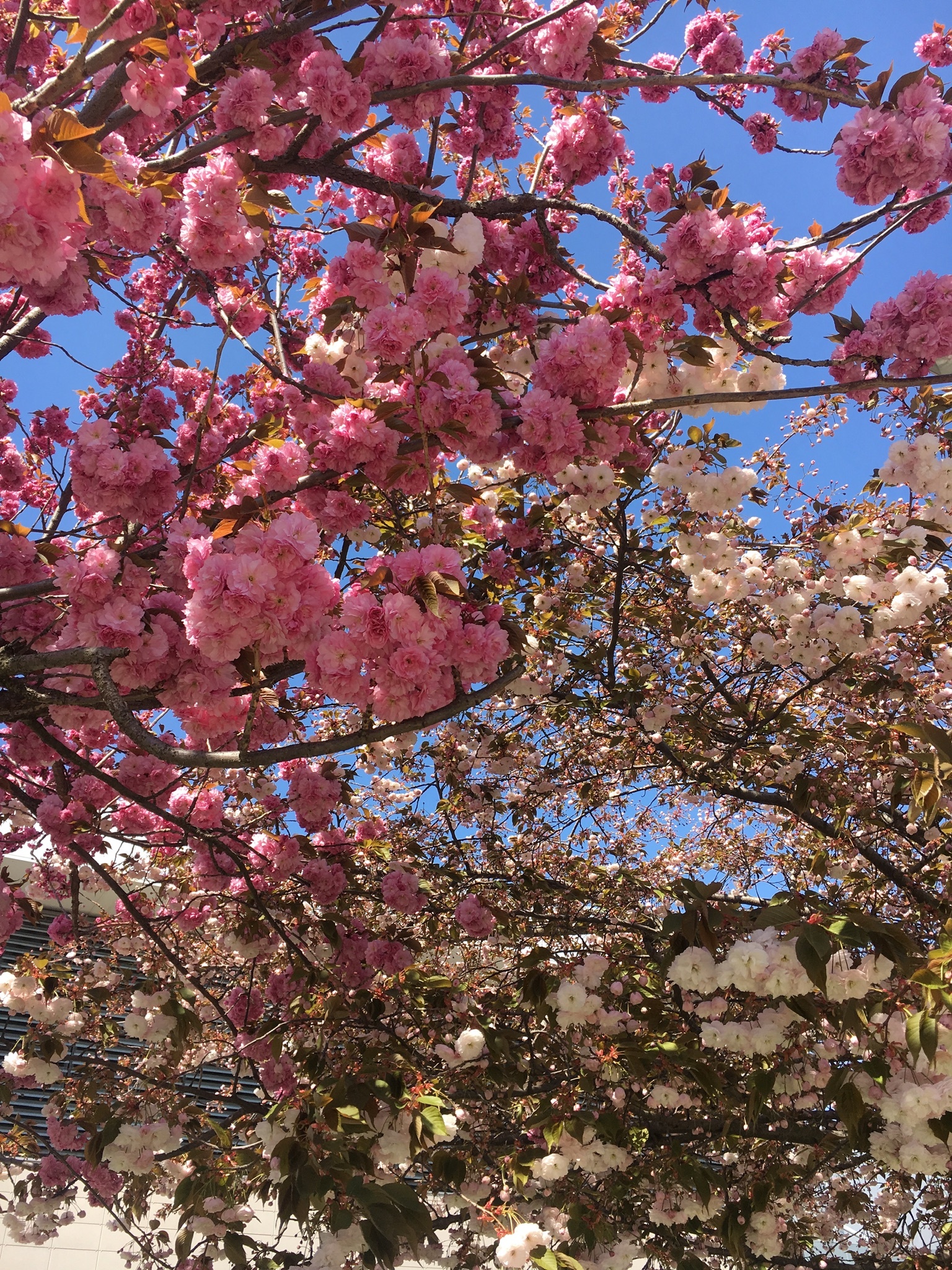 yungliiie OnlyFans header