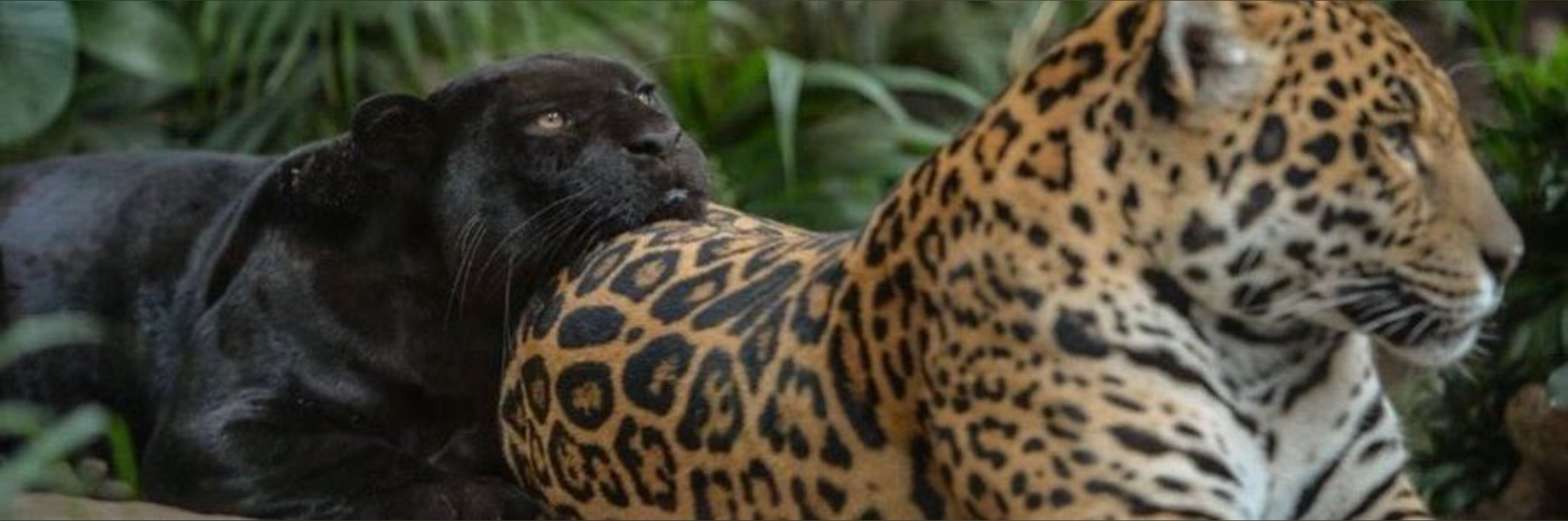 ⭐️ OnlyFans header