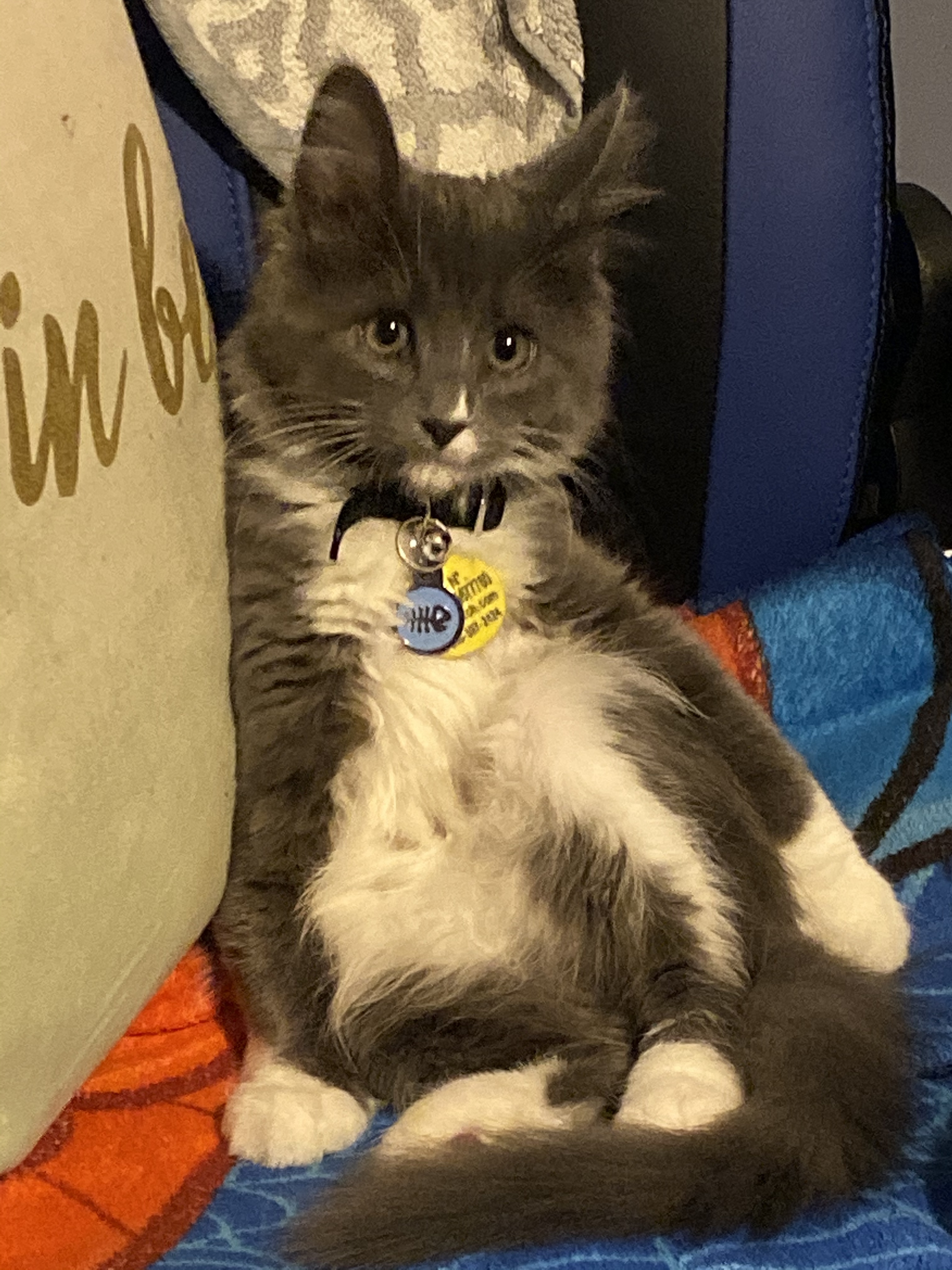 angelo castillo OnlyFans