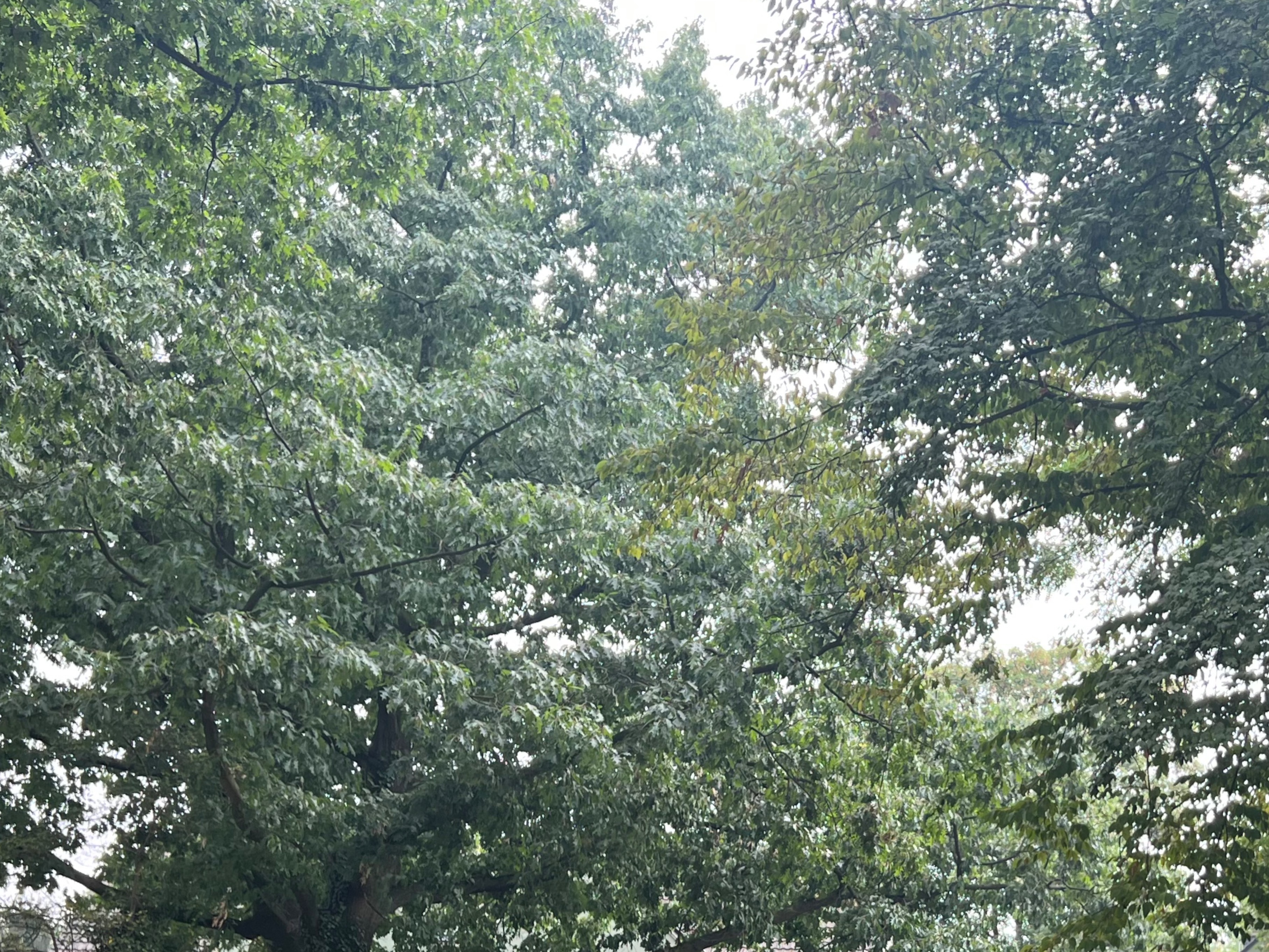 Yuno OnlyFans header