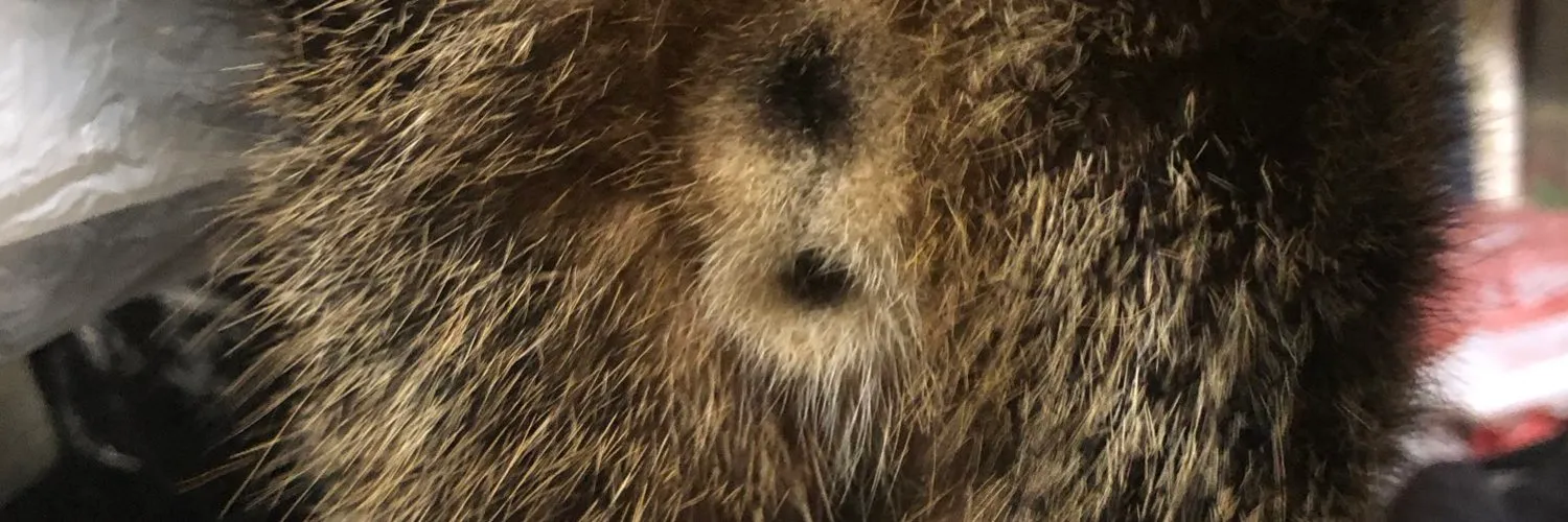 湯たんぽ OnlyFans header